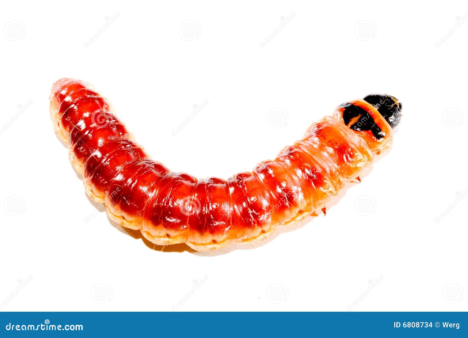 download superworm near me download superworm near me