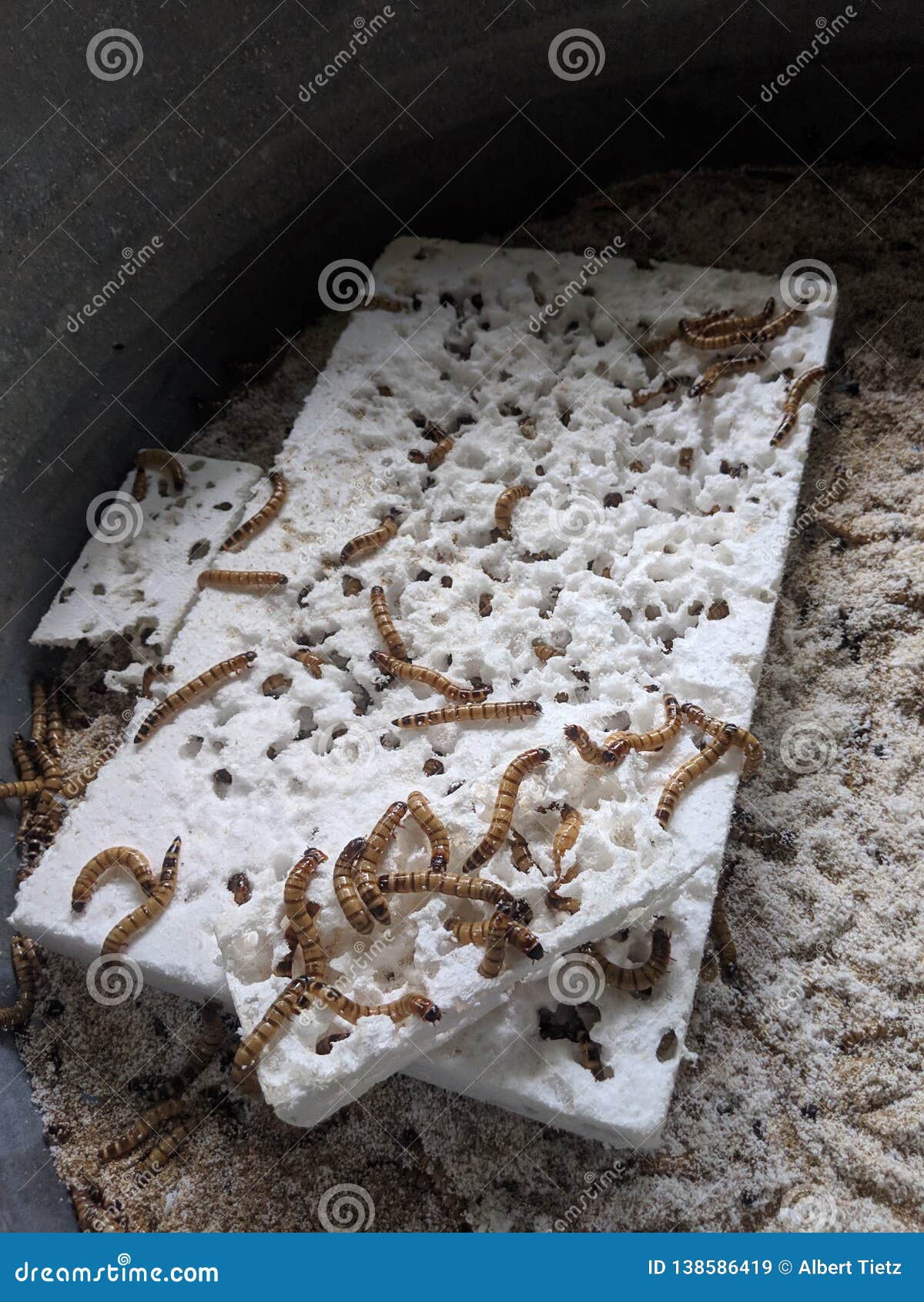download raising superworms download raising superworms