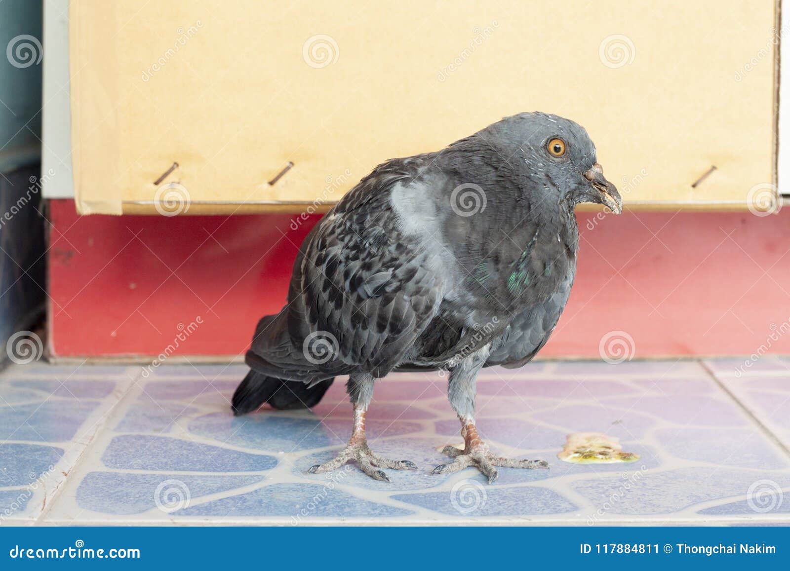 Support En Difficulté De Colombe D'oiseau Sur Le Plancher De