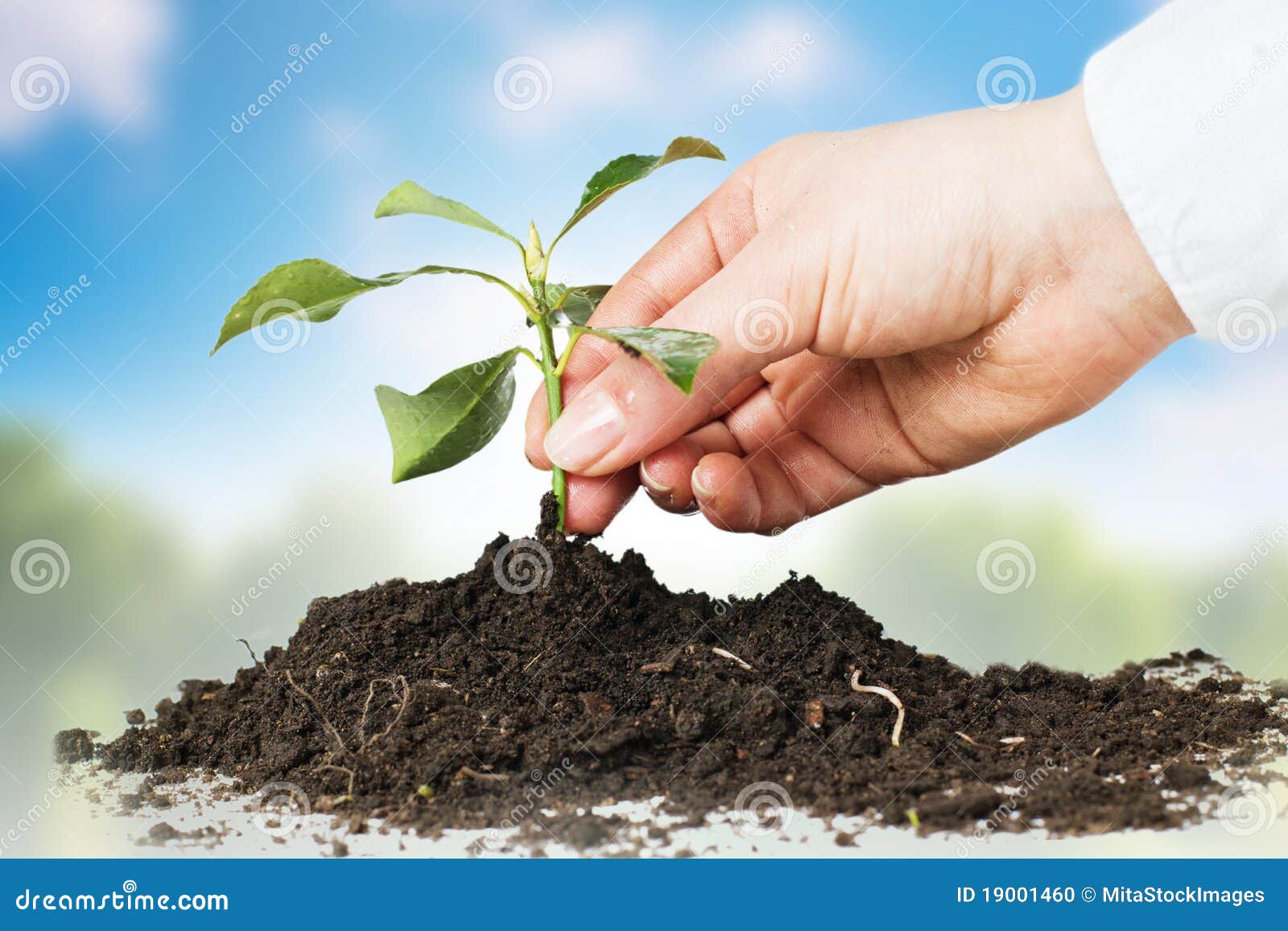 Support small plant stock photo. Image of holding, seedling 19001460