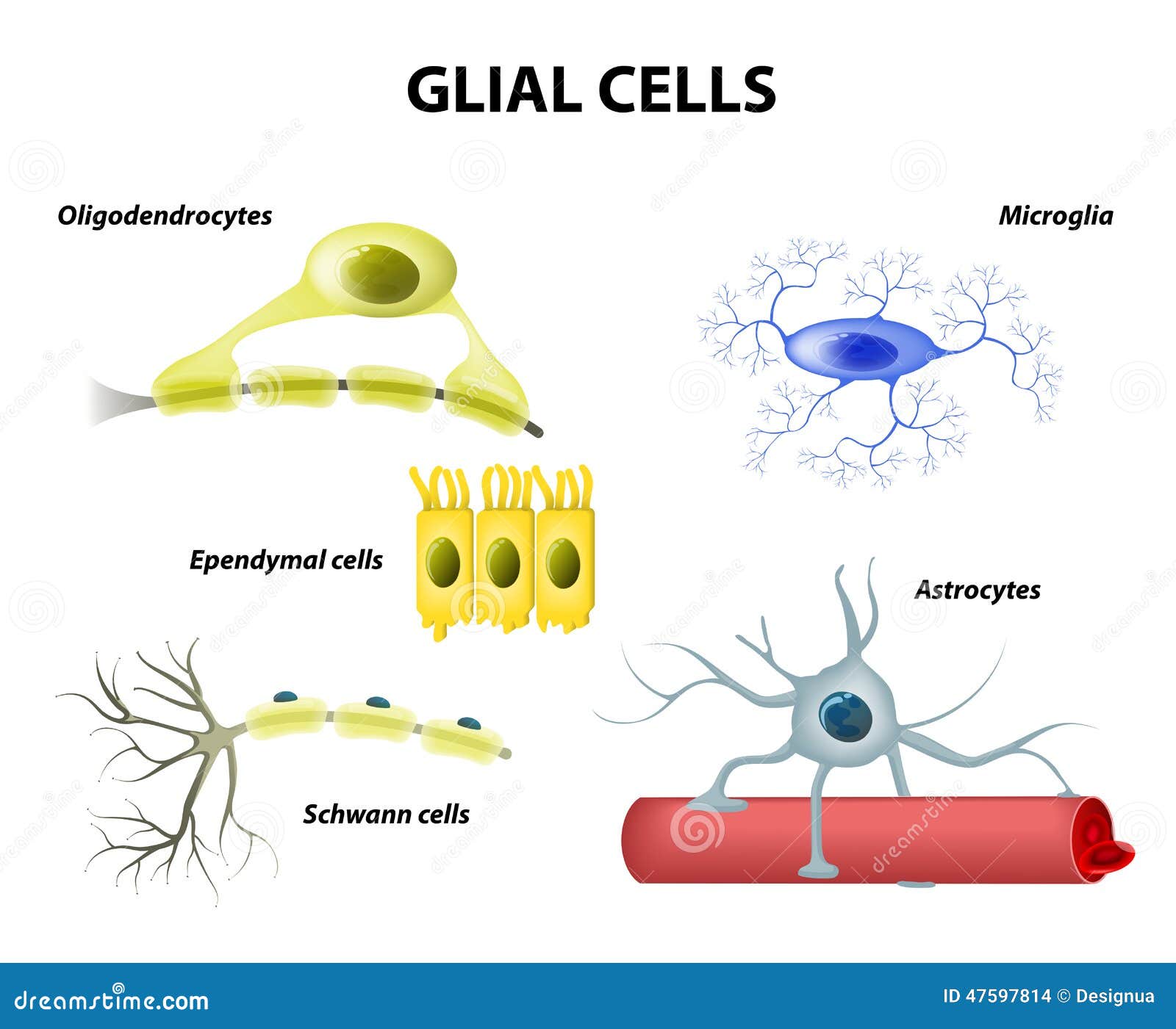 supporting cells. neuroglia or glial cells