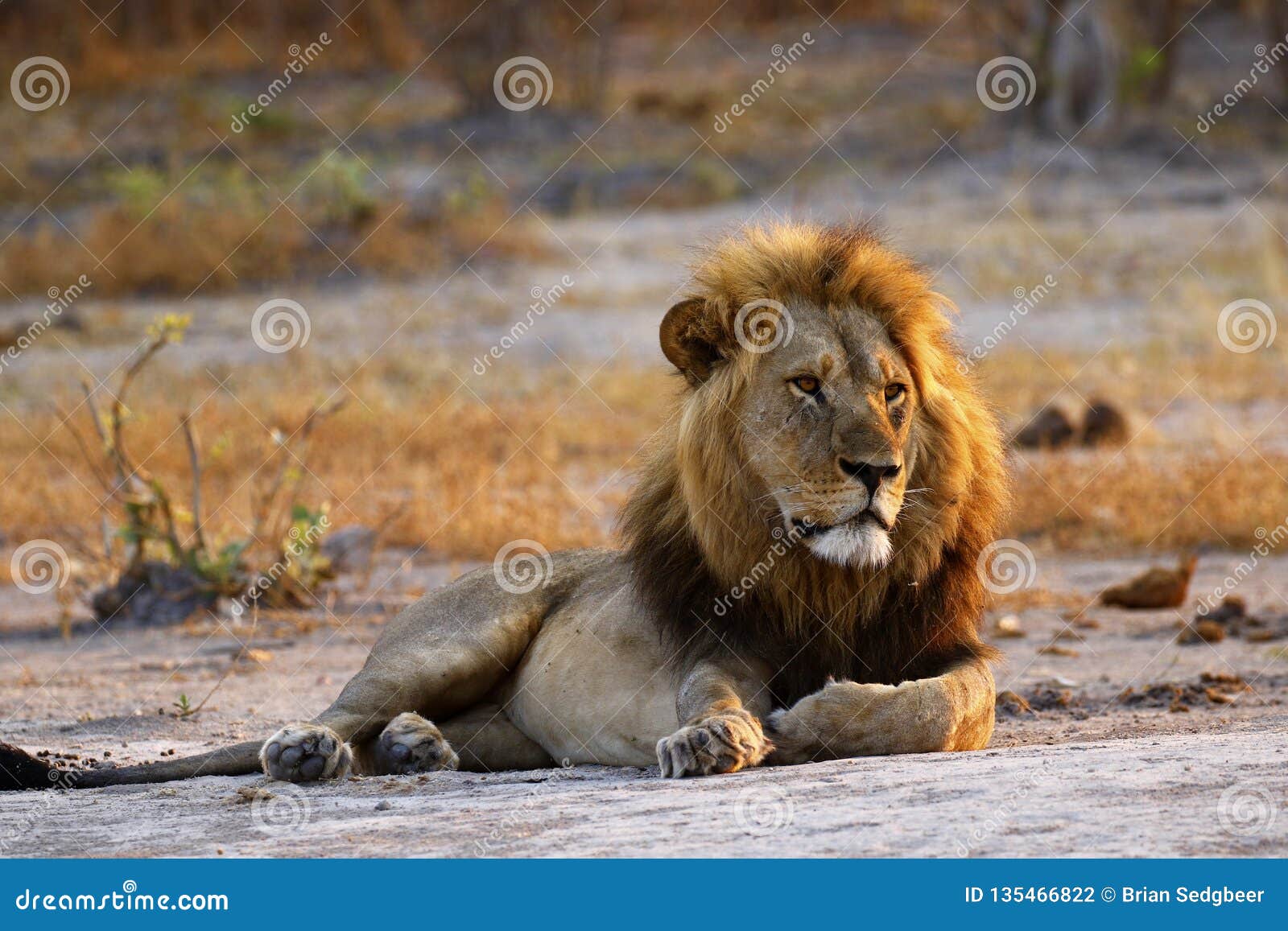 Superb Adult Male Lion Leads the Pride Stock Photo - Image of ...