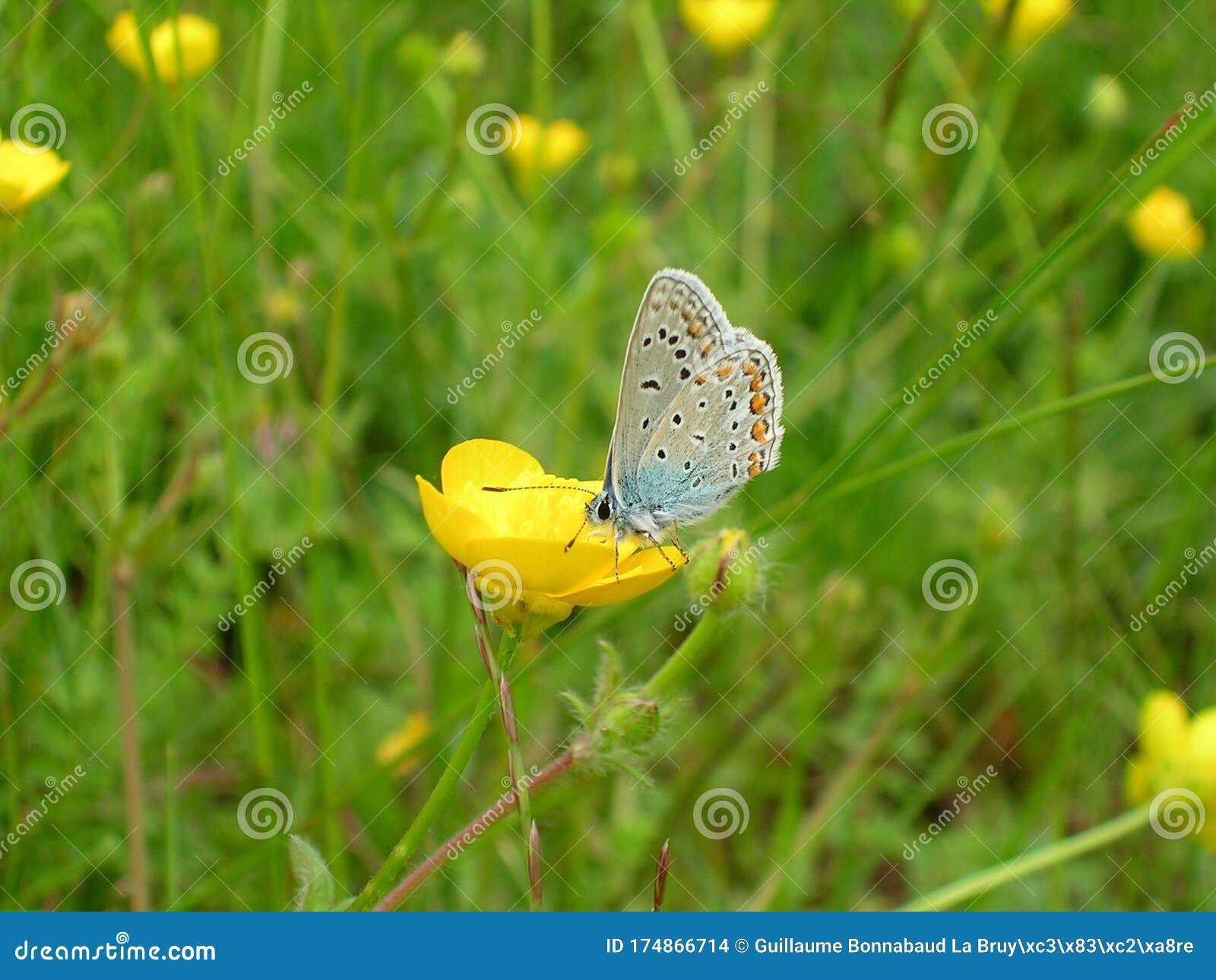 Sur la renoncule papillon photo stock. Image du ressort - 174866714