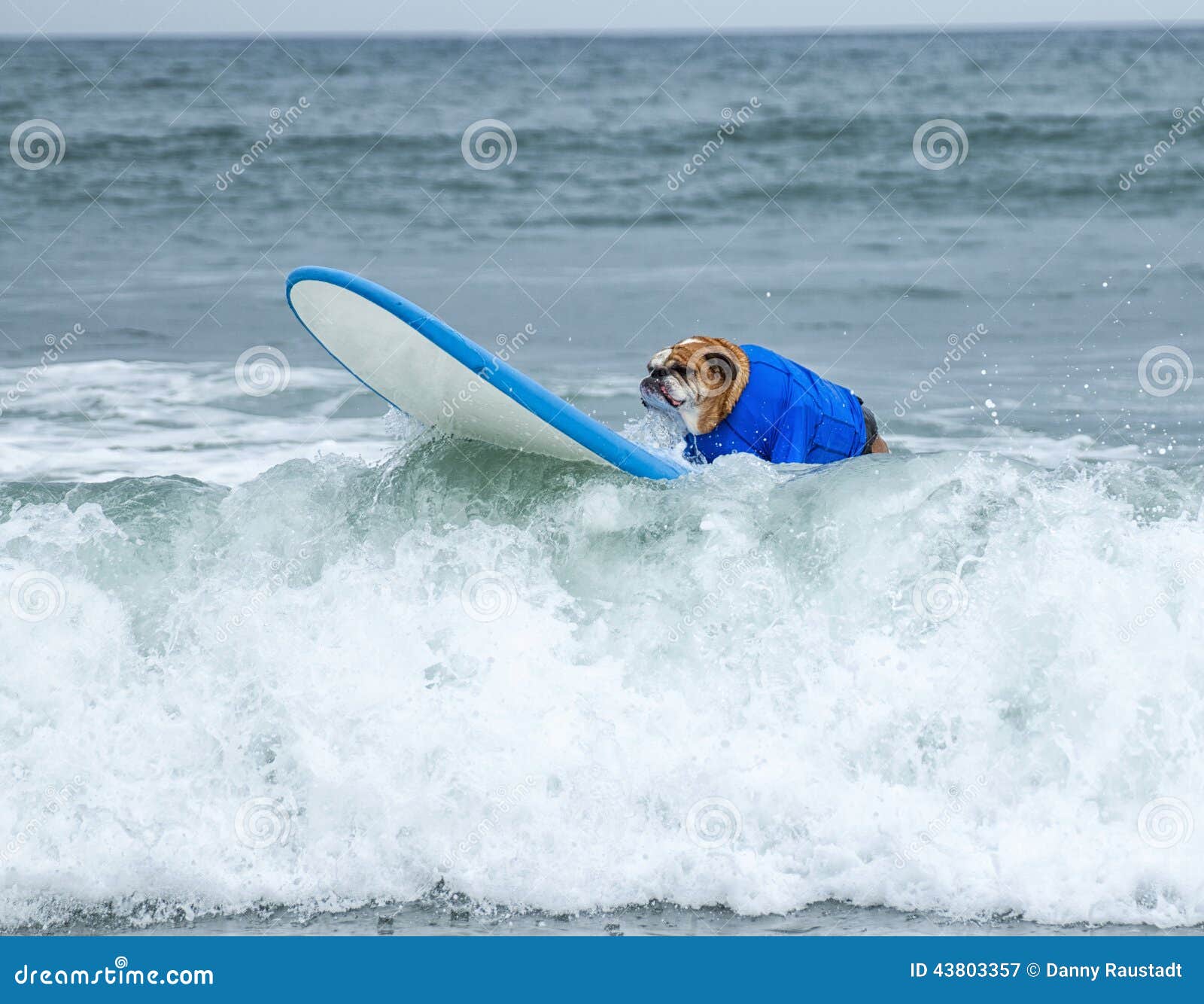 surf board surfer dog