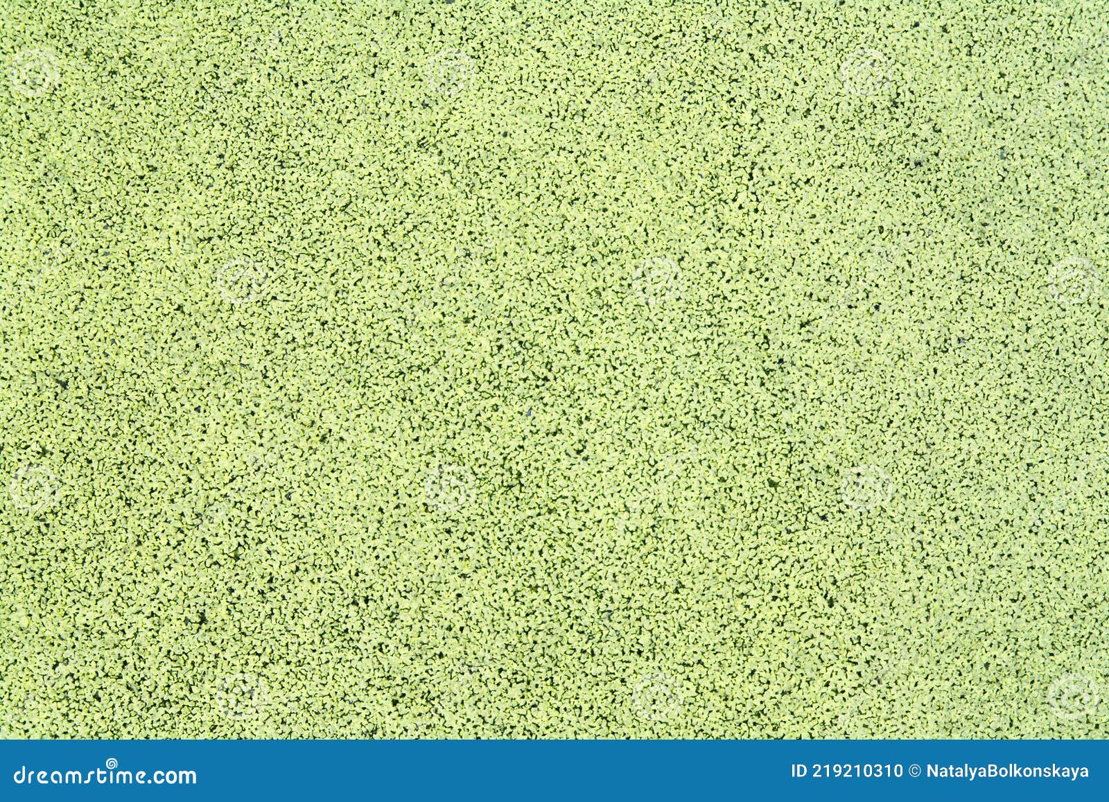 The Surface of the Cork Board is Green. Abstract Background and Texture