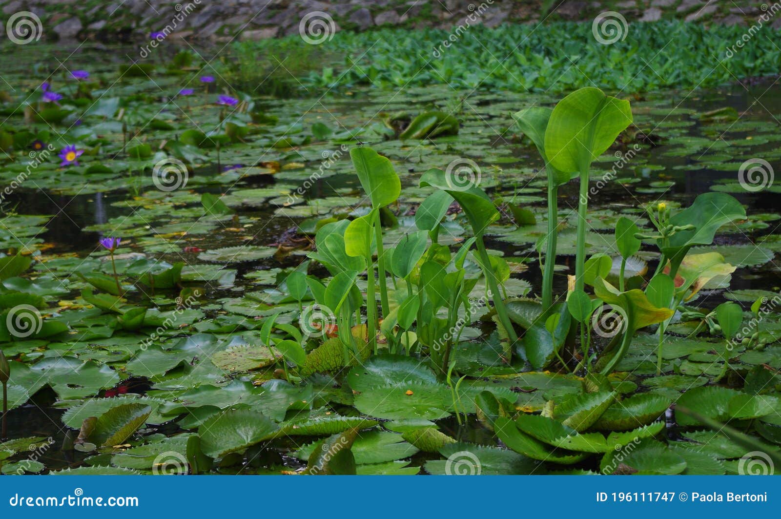 water liles and other plants in a lake