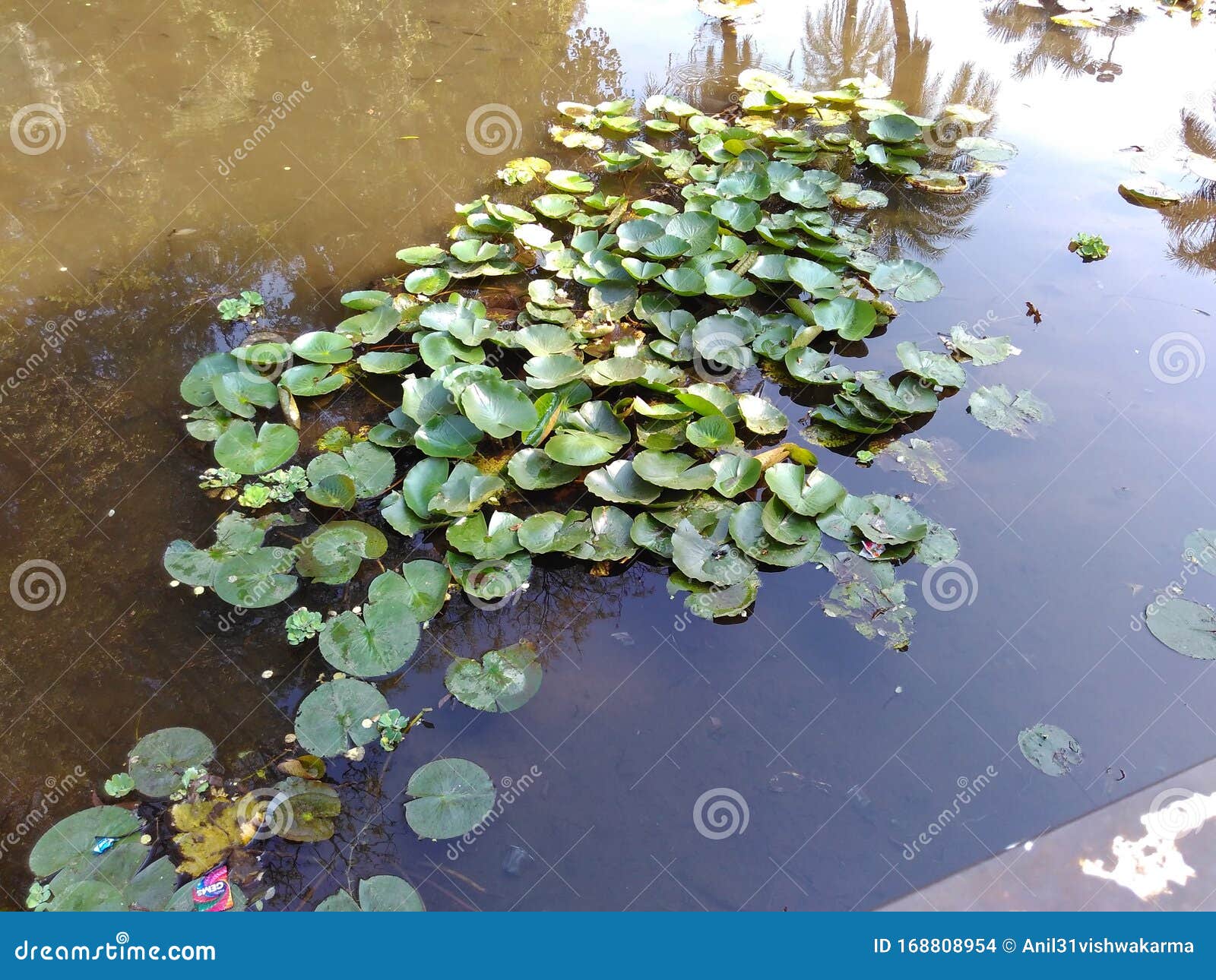 lotus plant leaf in the water