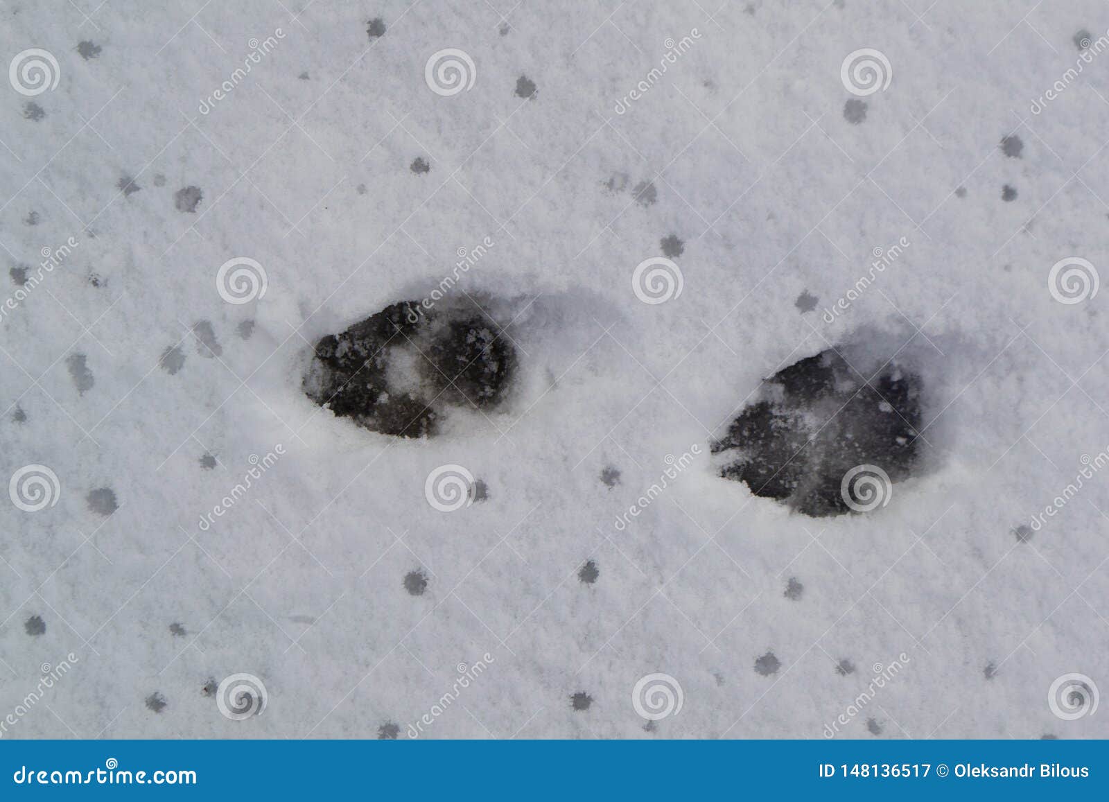 The Texture of the Snow Surface with Dog Tracks Stock Image - Image of ...