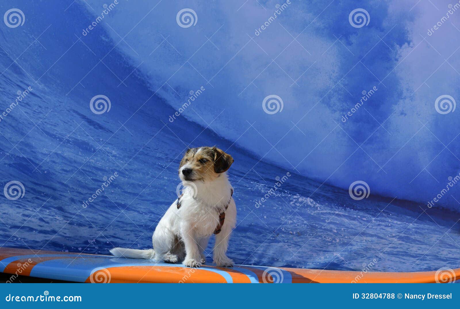 Surfing stock photo. of funny, surfboard, - 32804788