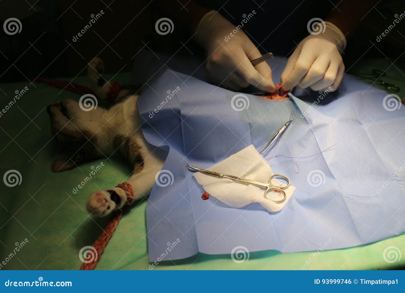 Surgical Intervention Castration Stock Photo Image of illness