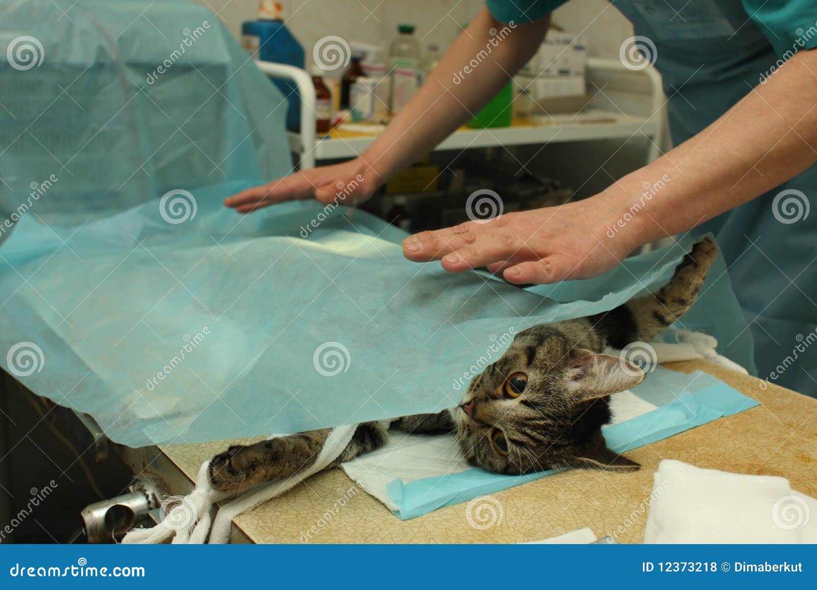 Surgical Sterilization Of Cat Royalty Free Stock Photos Image 12373218