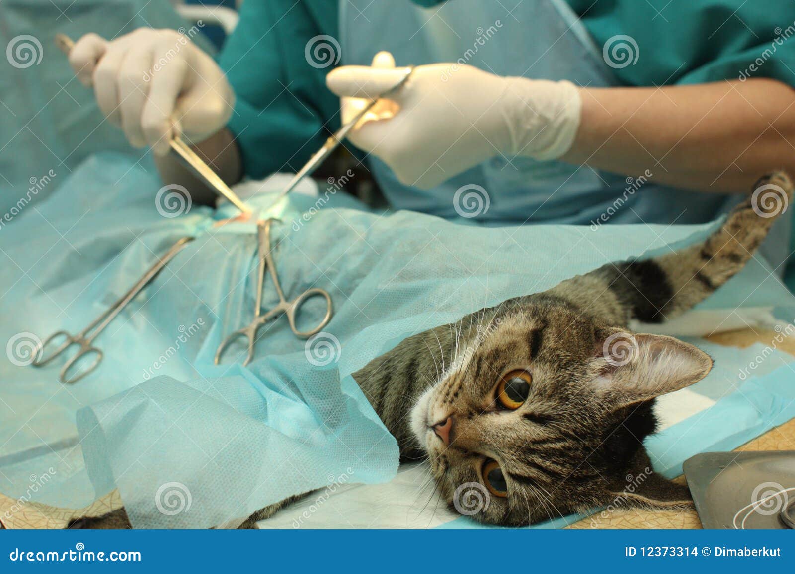 Surgical Sterilization of Cat Stock Photo Image of banian, cutting