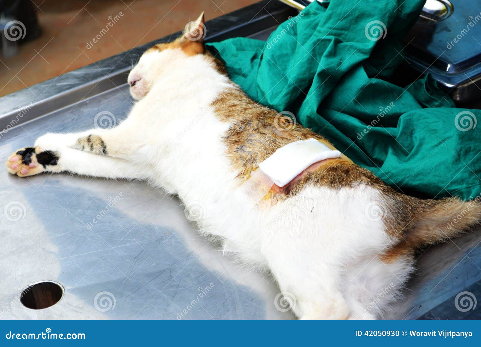 Surgical Sterilization of Cat Stock Photo Image of terrible, muzzle