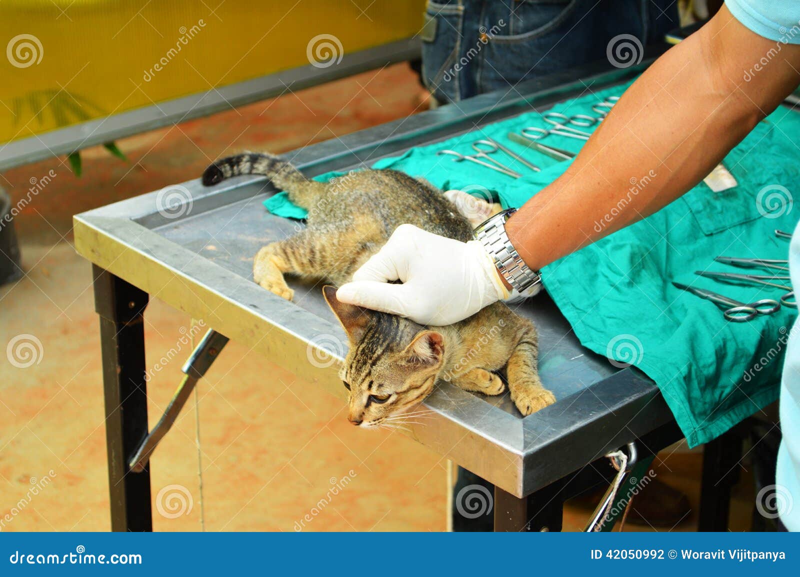 Surgical Sterilization of Cat Stock Photo Image of scissors, domestic