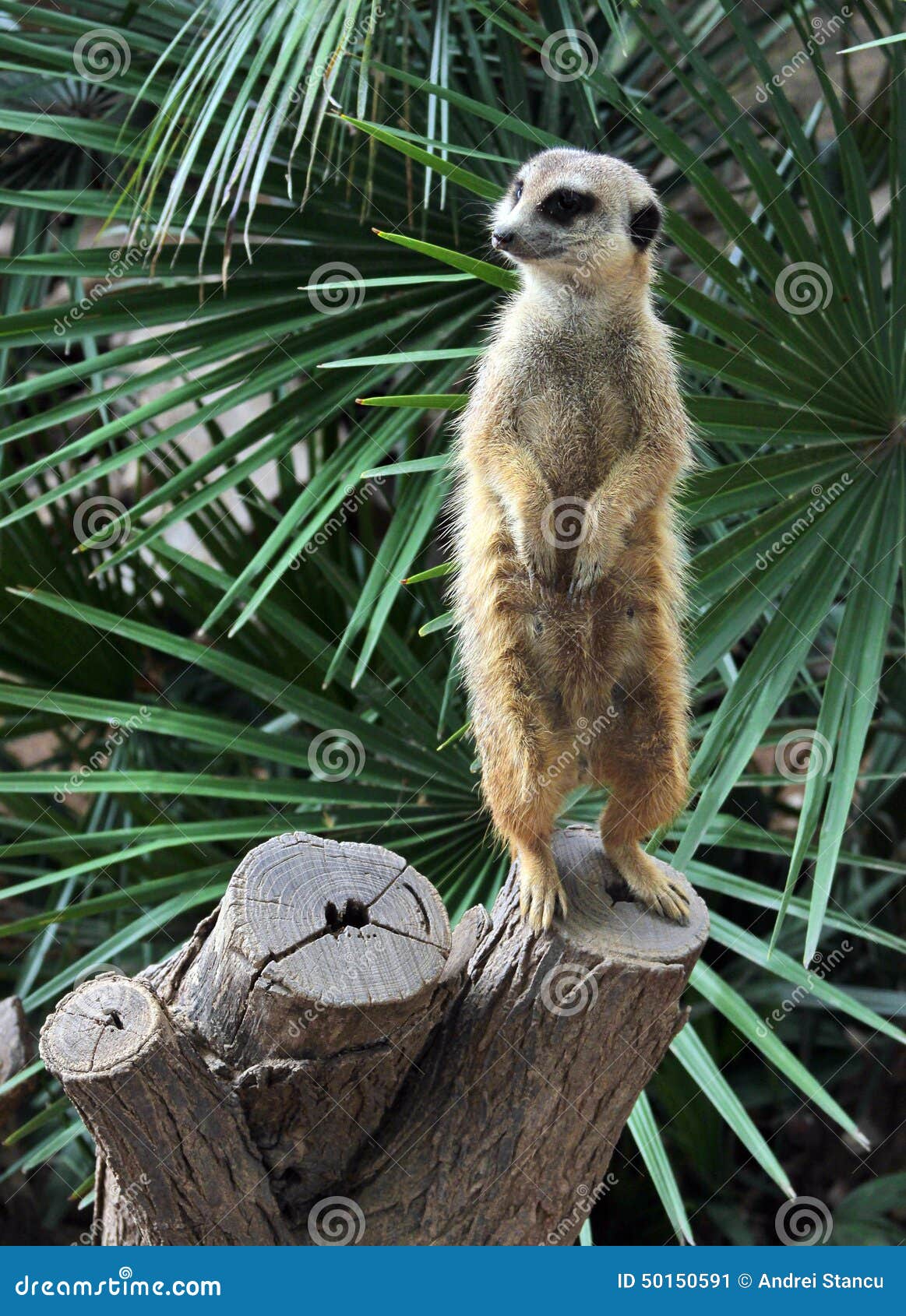 suricata suricatta