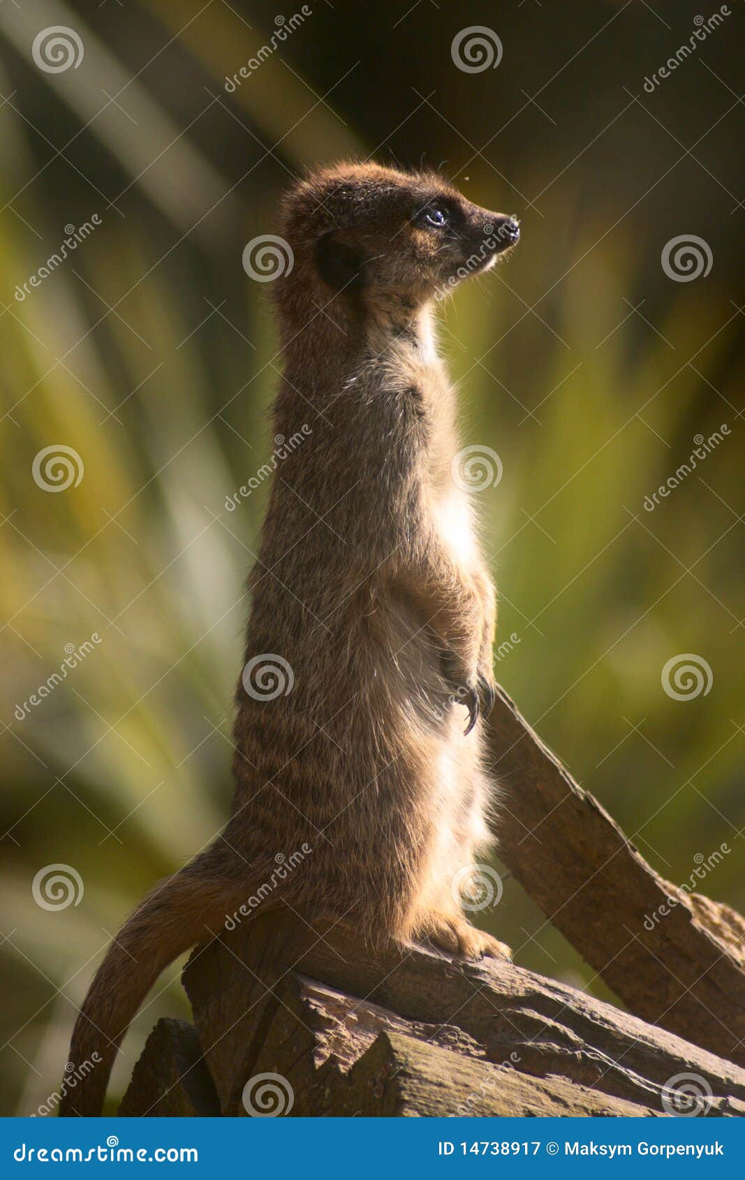 suricata on a tree trunk