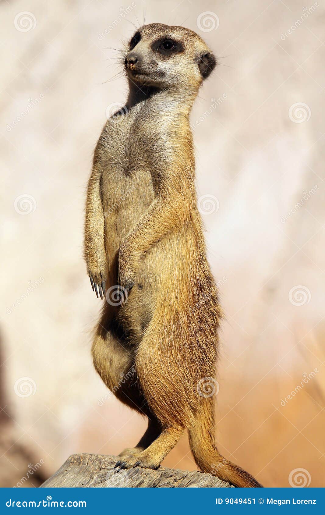 suricate