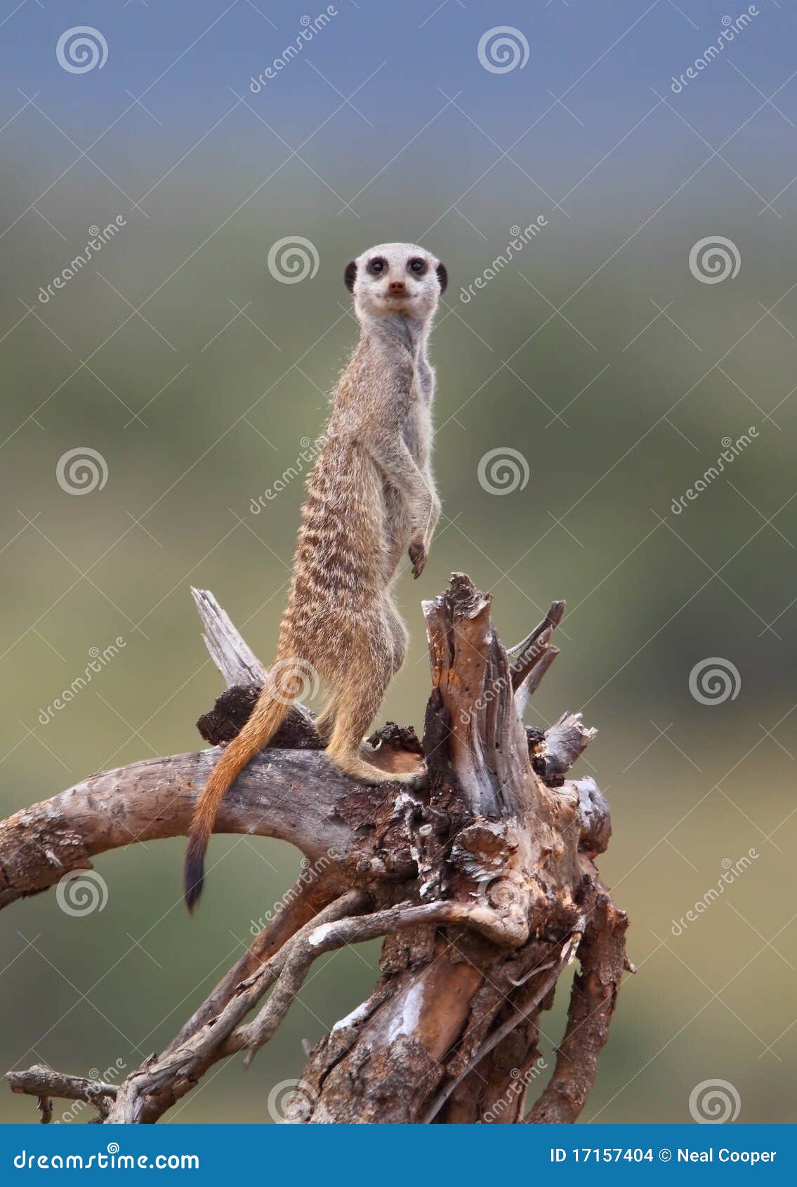 suricate lookout