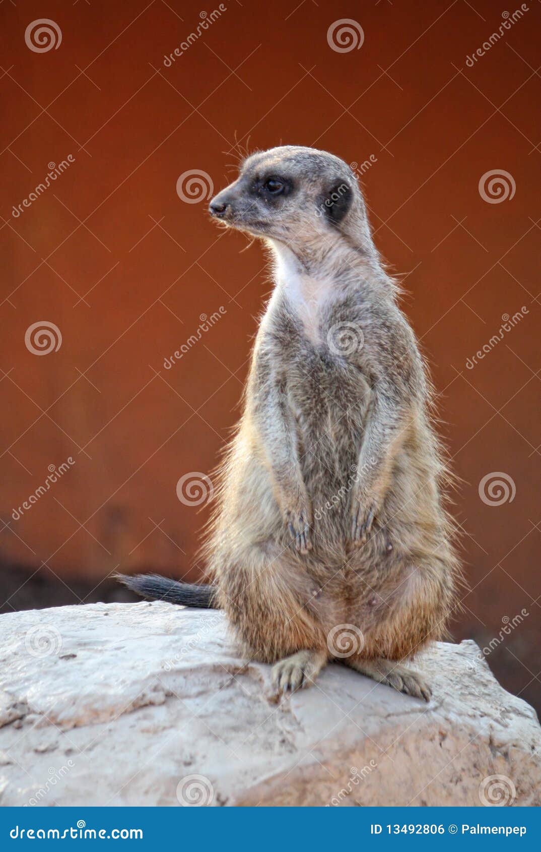 suricate or meerkat