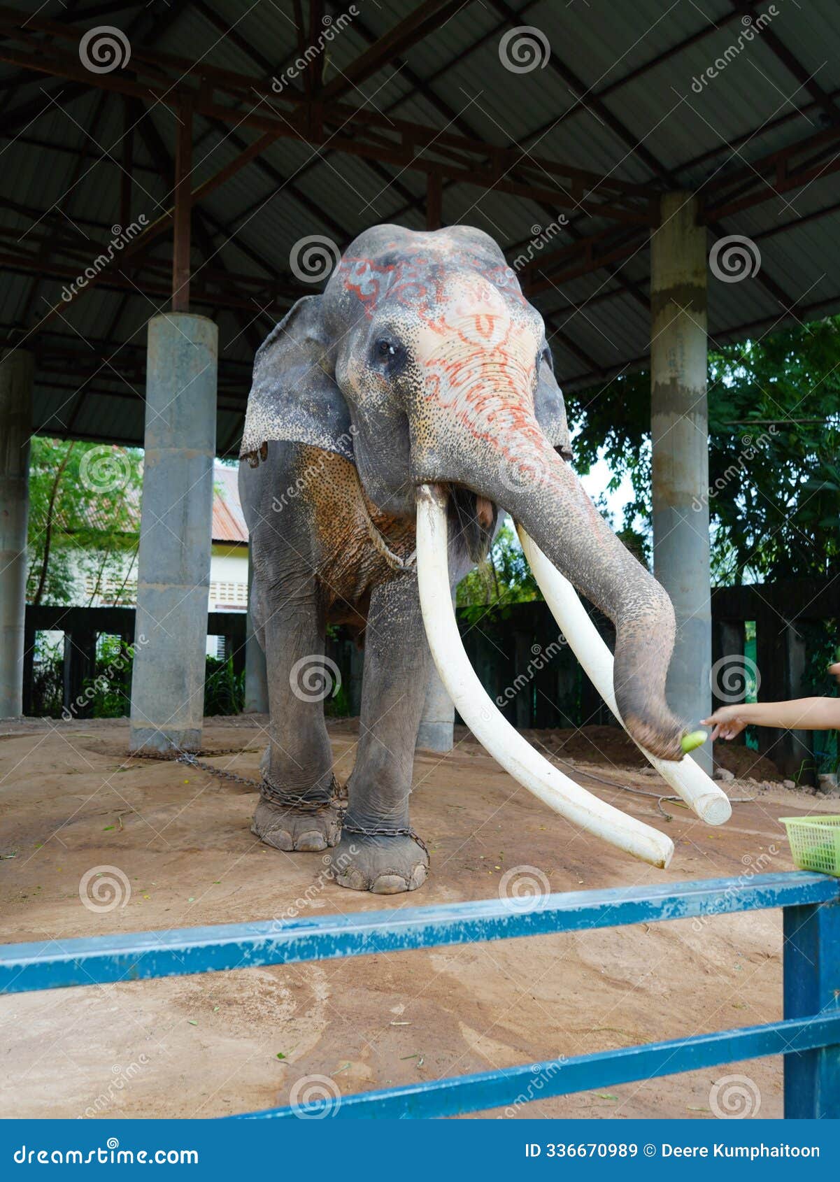Surin Thailand , Big Ivory Beautiful Elephant Animal. Stock Image