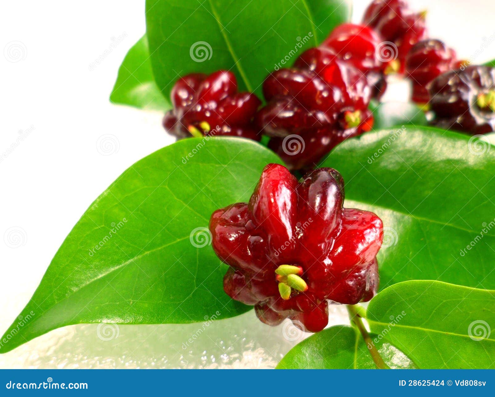 surinam cherry (eugenia uniflora)