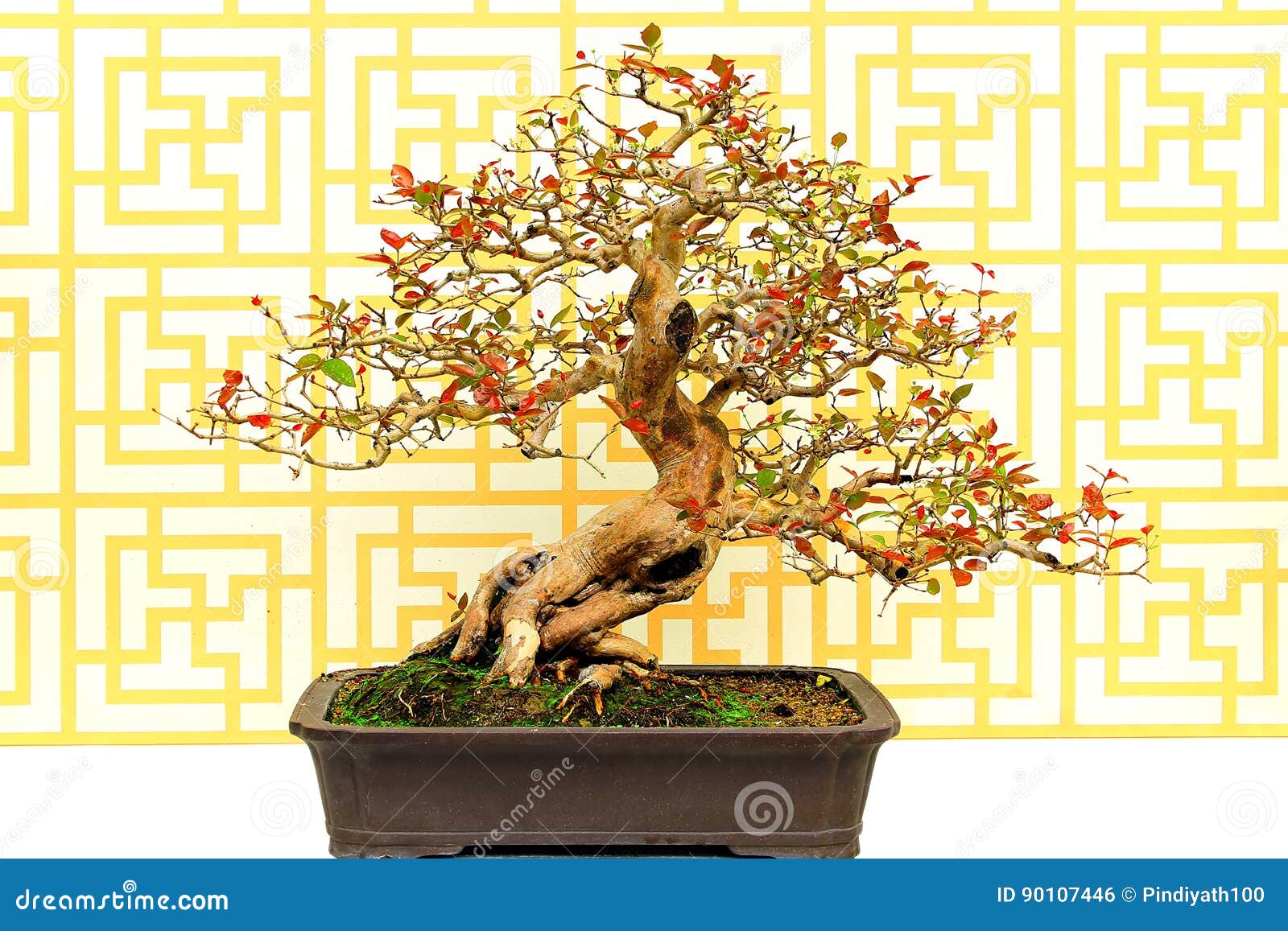 surinam cherry eugenia uniflora bonsai plant