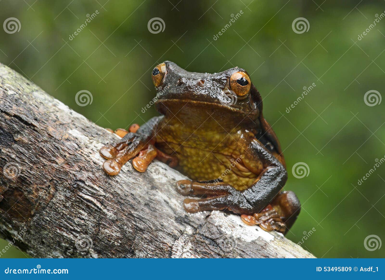 surinam golden-eyed tree frog