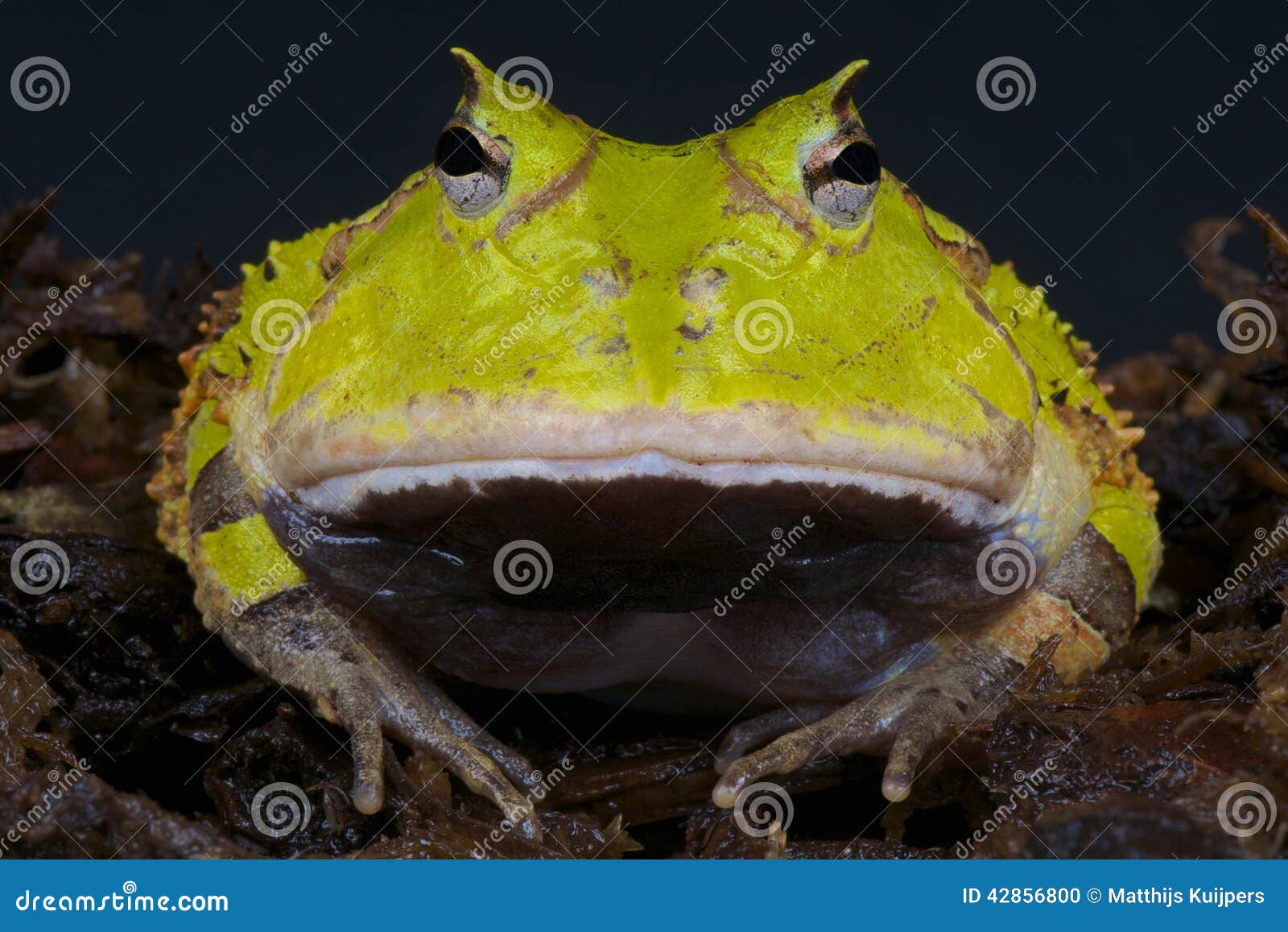 surinam horned frog / ceratophrys cornuta