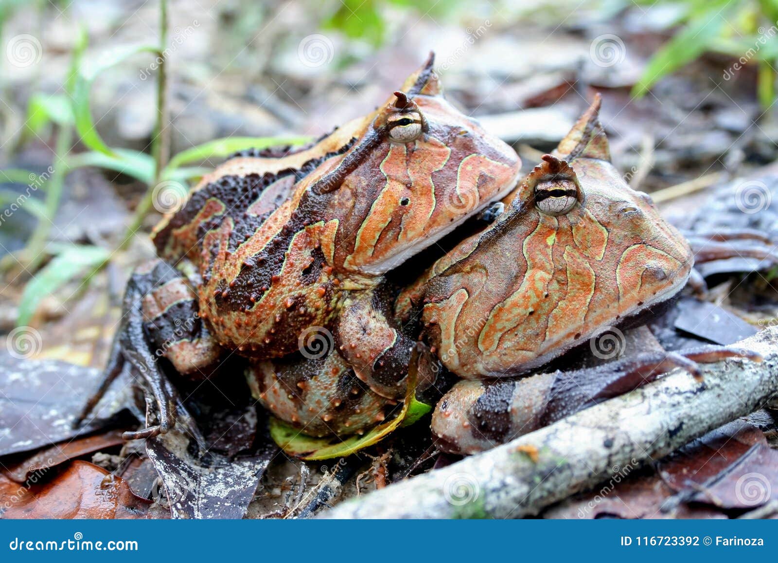 surinam horned frogs mating