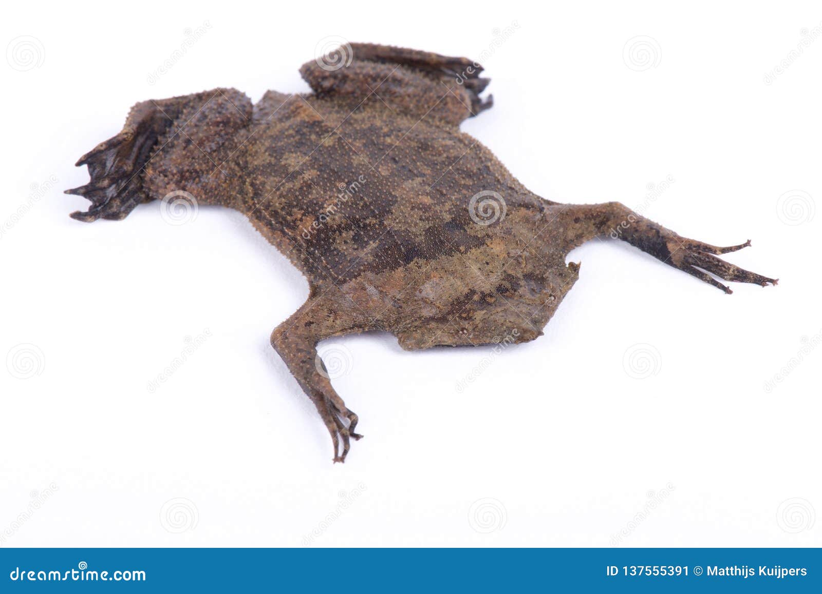 surinam toad pipa pipa