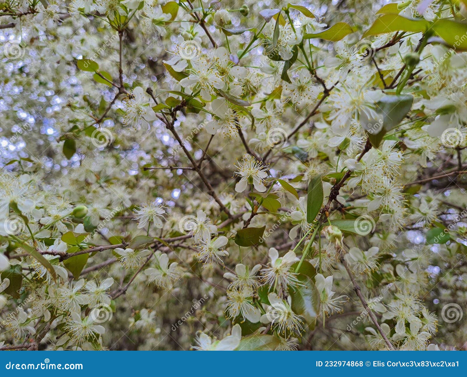 a surinamese cherry tree or pitanga with flowers.