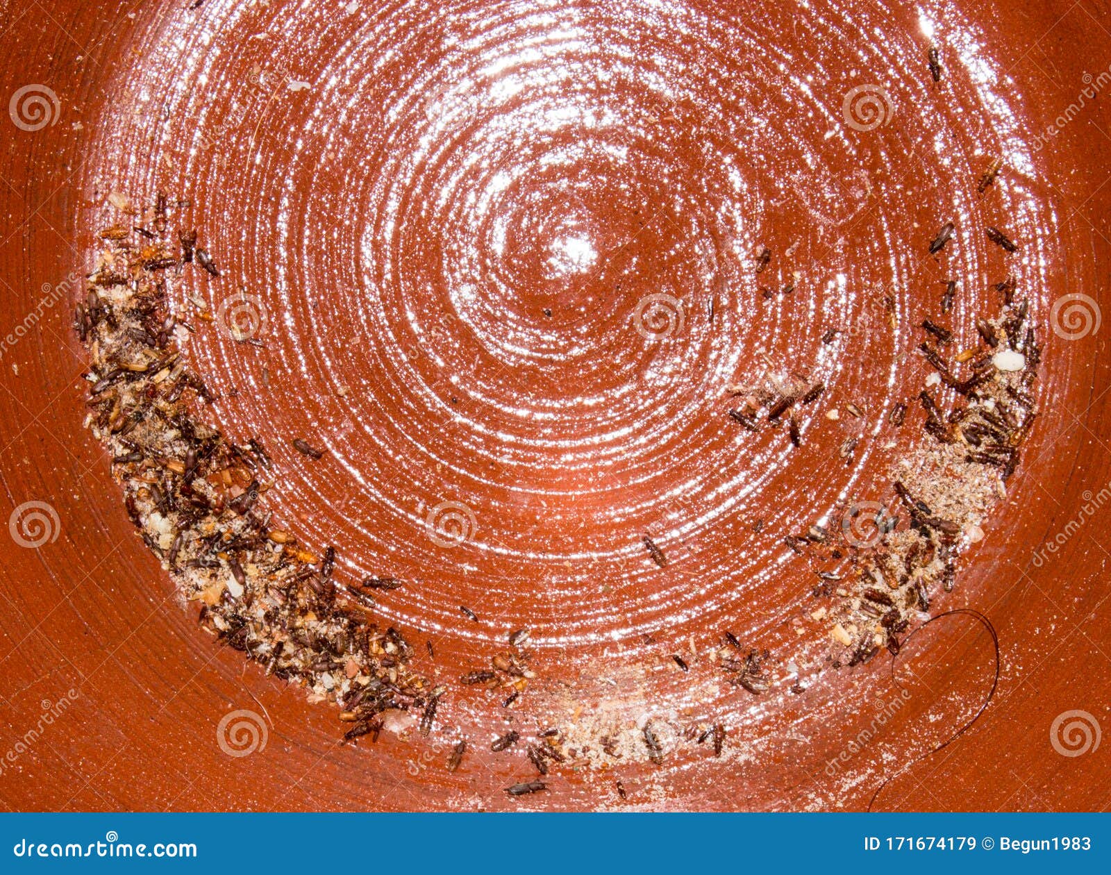 Surinamese Flour Eater Bugs Are Parasites Stock Image Image Of Brown Cereal 171674179