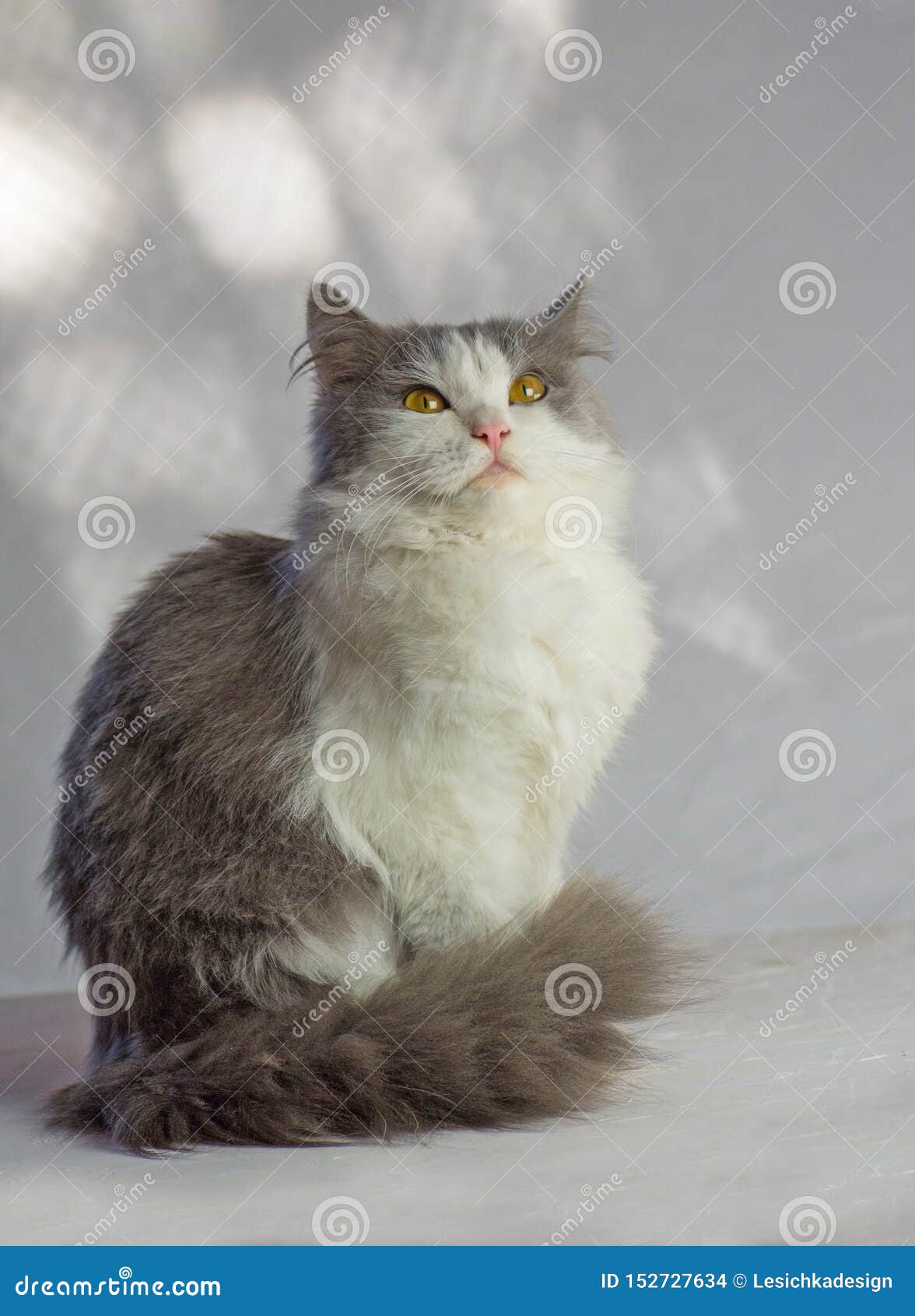 surprised gray fluffy cat. cat on a white background