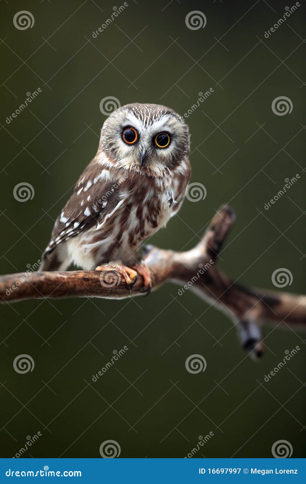 surprised saw-whet owl