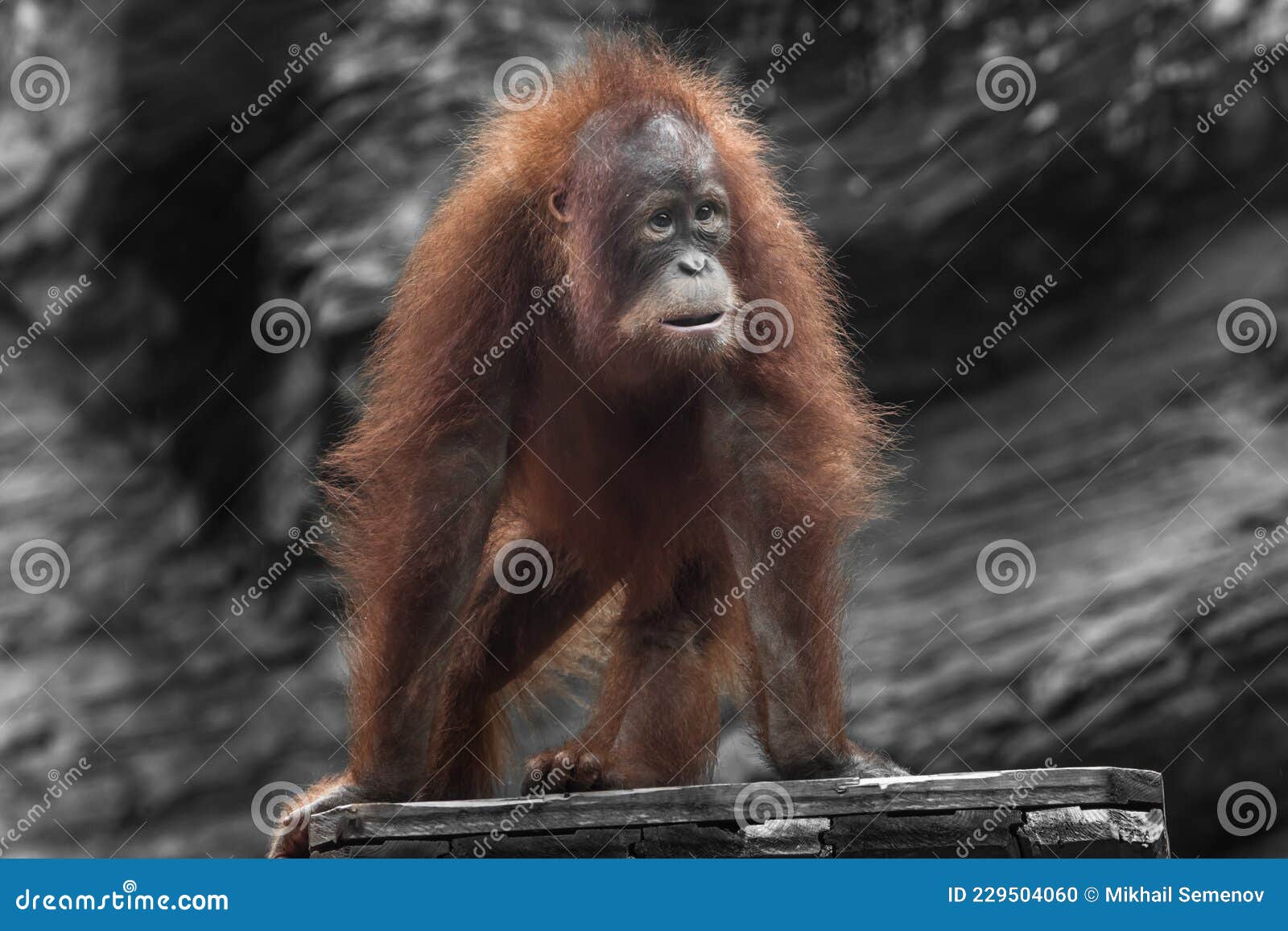 Surprised Young Orangutan Looking with Lush Red Hair on Four Legs Stock Photo - Image of juvenile, wildlife: 229504060 Surprised Young Orangutan Looking with Lush Red Hair on Four Legs Stock Photo - Image of juvenile, wildlife: 229504060