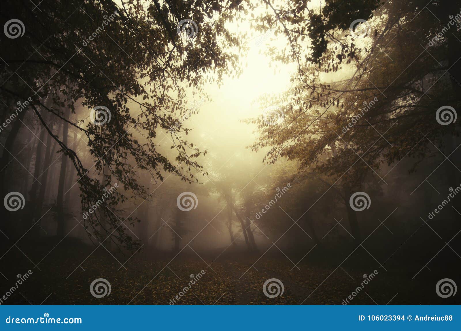 surreal dark scene in mysterious forest