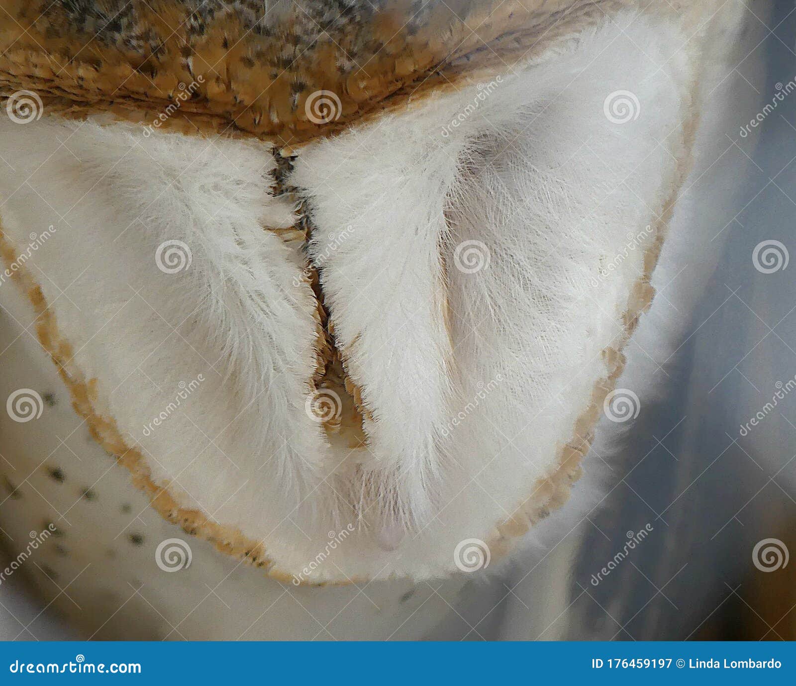 eastern barn owl in repose, detailed close up of its face