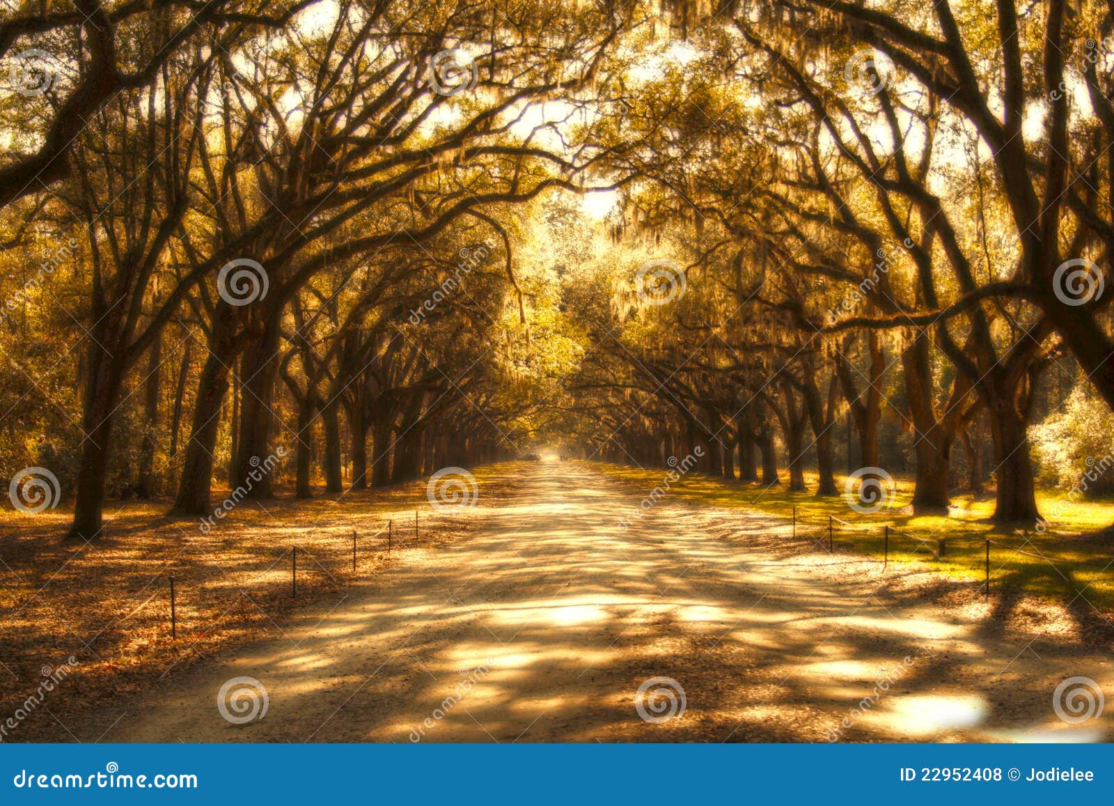 surreal ghostly tree covered road