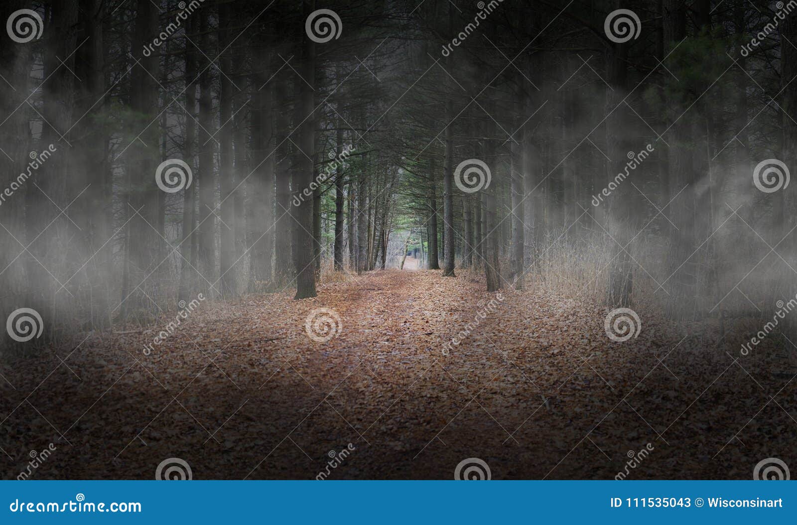 dark woods, forest, fog, background, surreal
