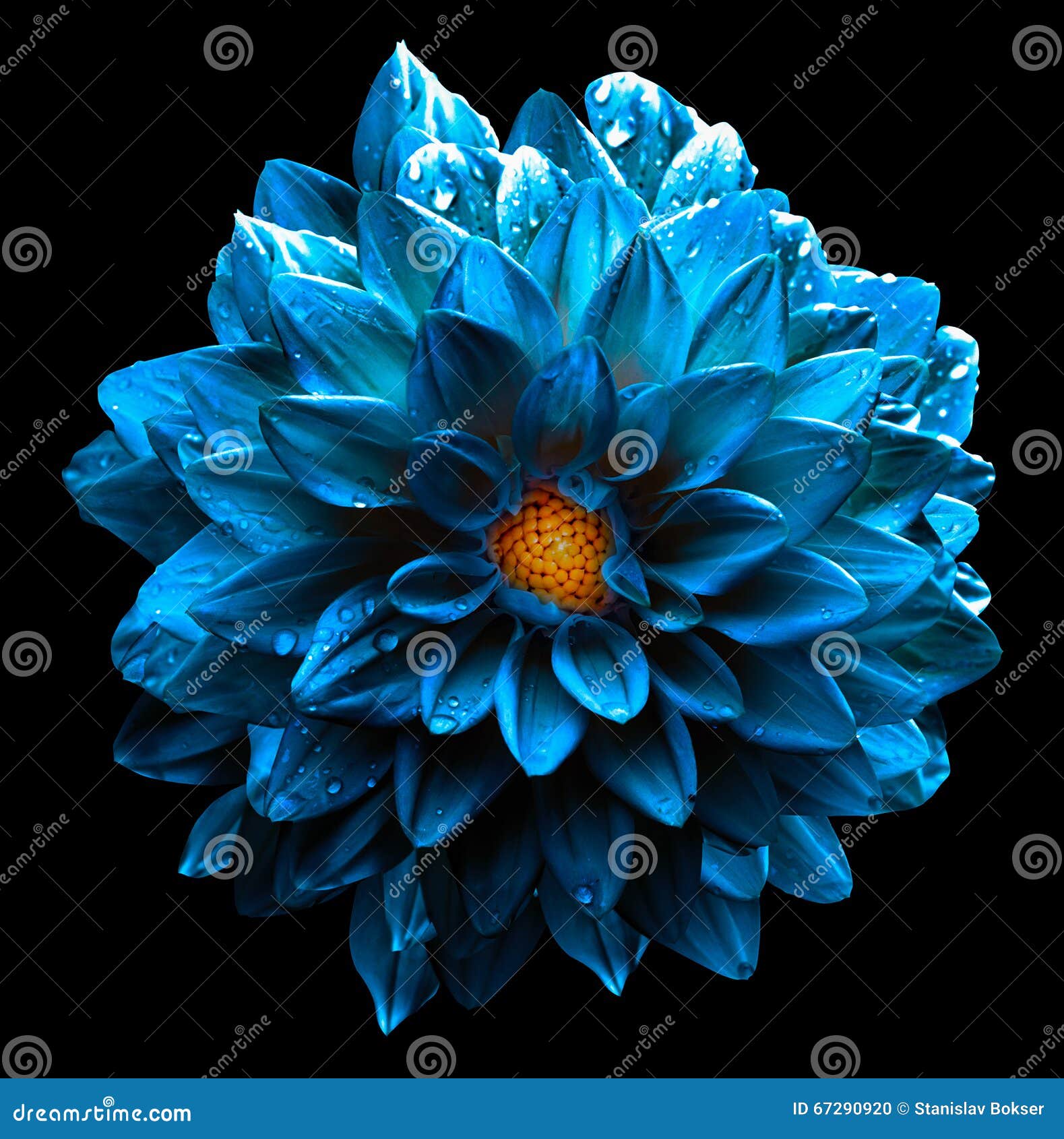 surreal wet dark chrome sea blue flower dahlia macro 