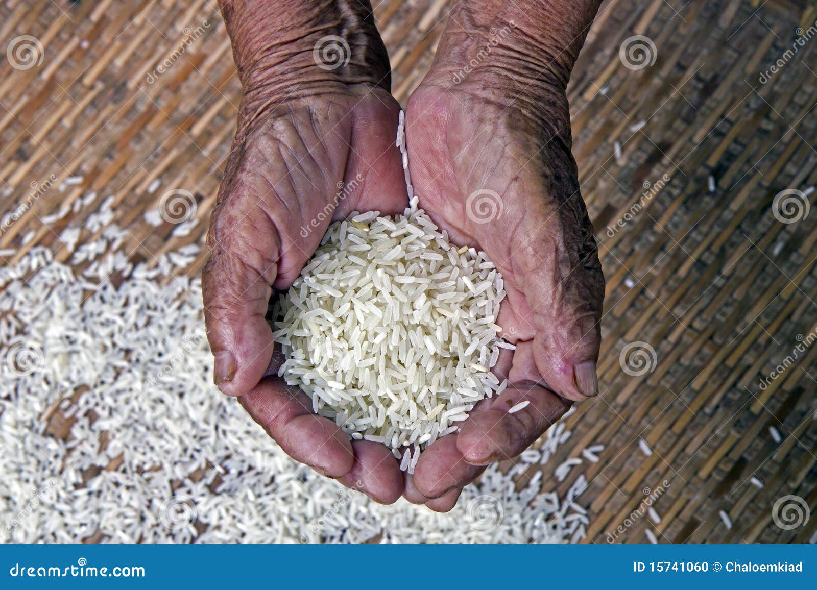 The survival with rice , stock photo. Image of important 15741060