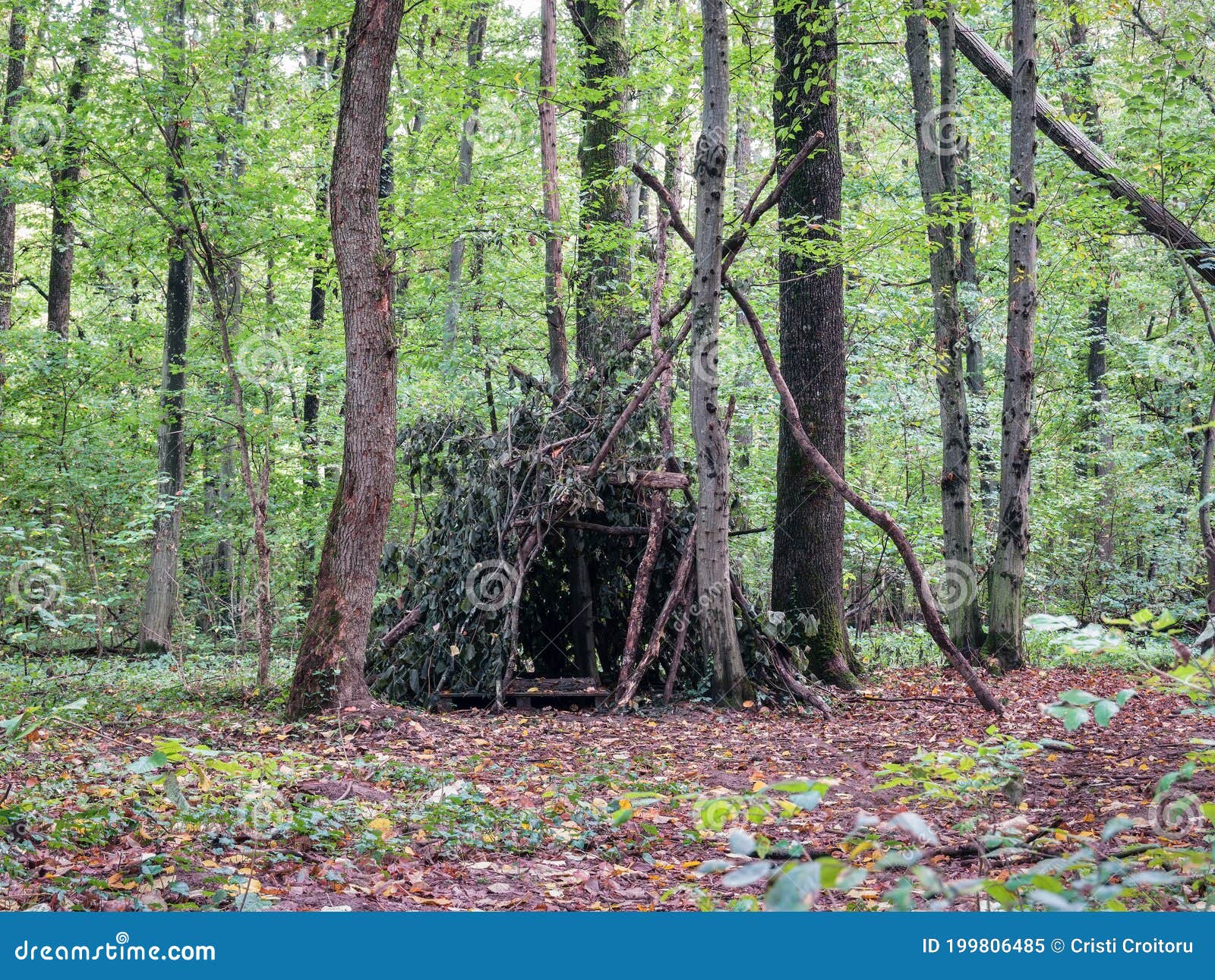 Survival Shelter In The Woods From Tree Branches. Cone Or Pyramid Shape