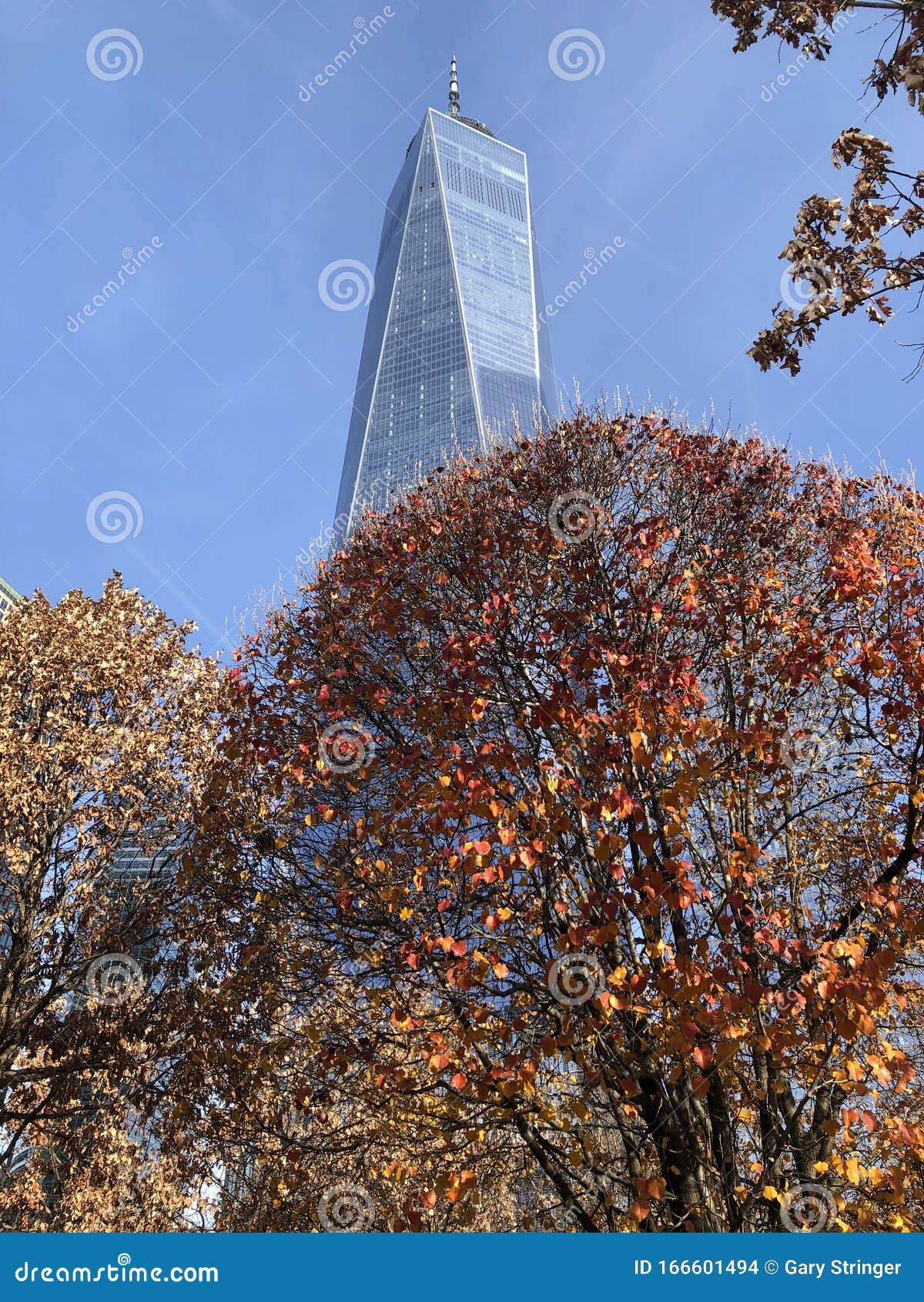 The Survivor Tree  National September 11 Memorial & Museum