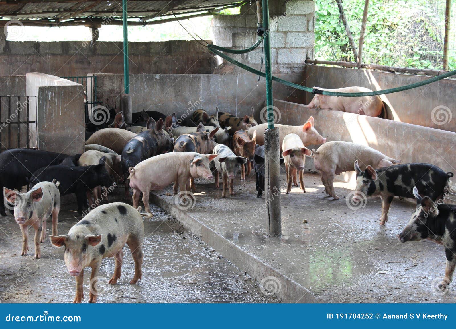 Sus Scrofa Domesticus Pig Farm Stock Photo - Image of animal, flesh:  191704252