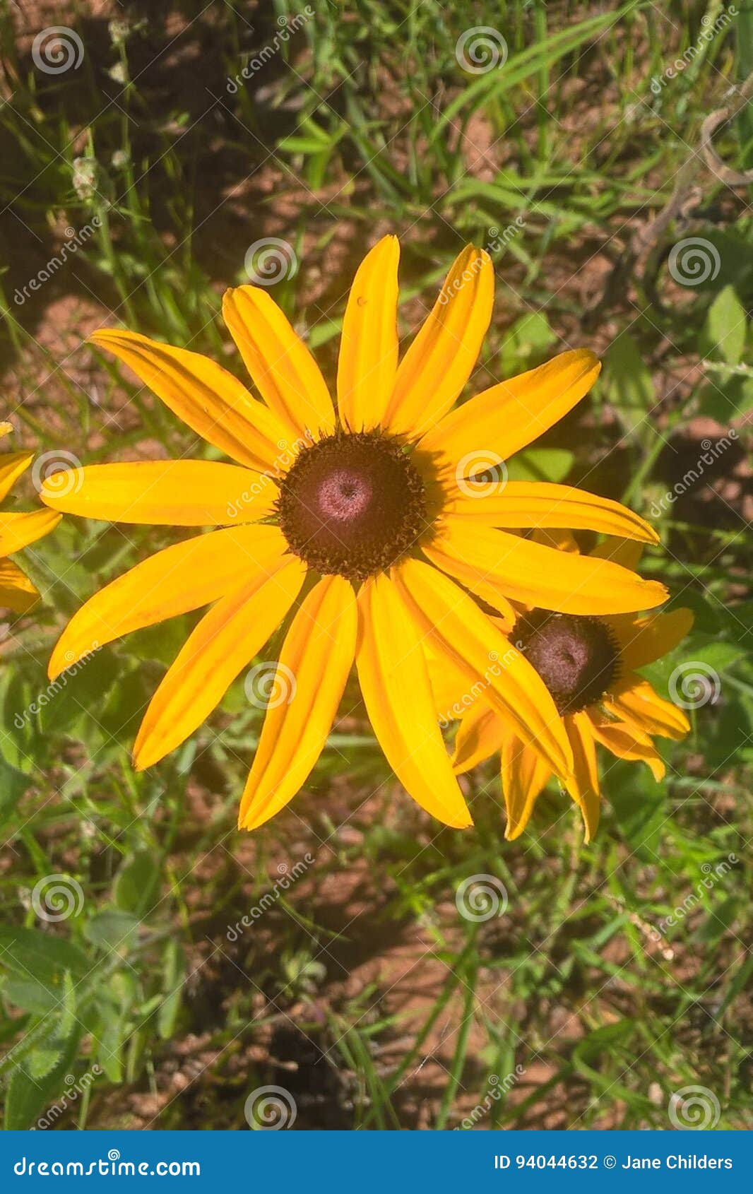 Susan observée par noir. Des membres de la famille de tournesol, le ` d'oeil au beurre noir de ` est appelés pour les centres brun-pourpres foncés au milieu de lui marguerite du ` s comme des fleurs composés des rayons voyants et d'or-jaunes Ils se développent d'un à grand de trois pieds et préfèrent le plein soleil Ils fleurissent de juin à octobre et tendent à être très territoriaux et pressent d'autres fleurs si planté pour se fermer Ils sont un wildflower éternel et attrayants aux papillons et aux abeilles pour leur nectar