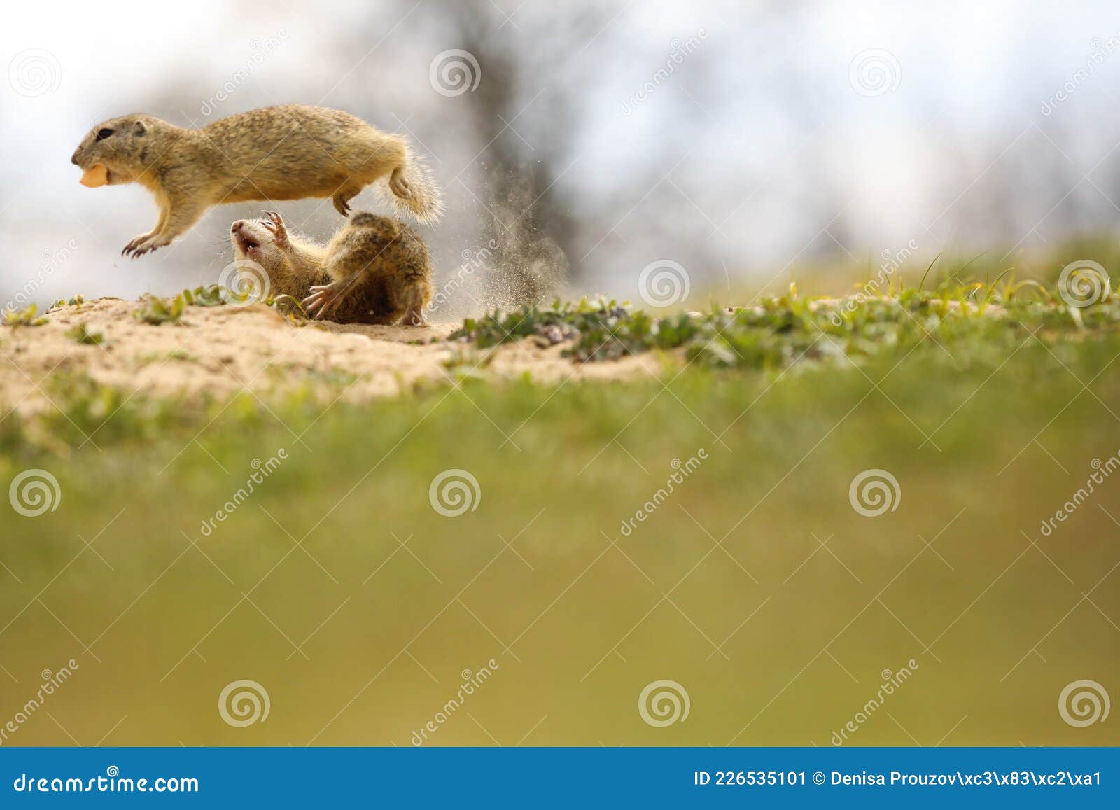 suslik in fight in wild nature