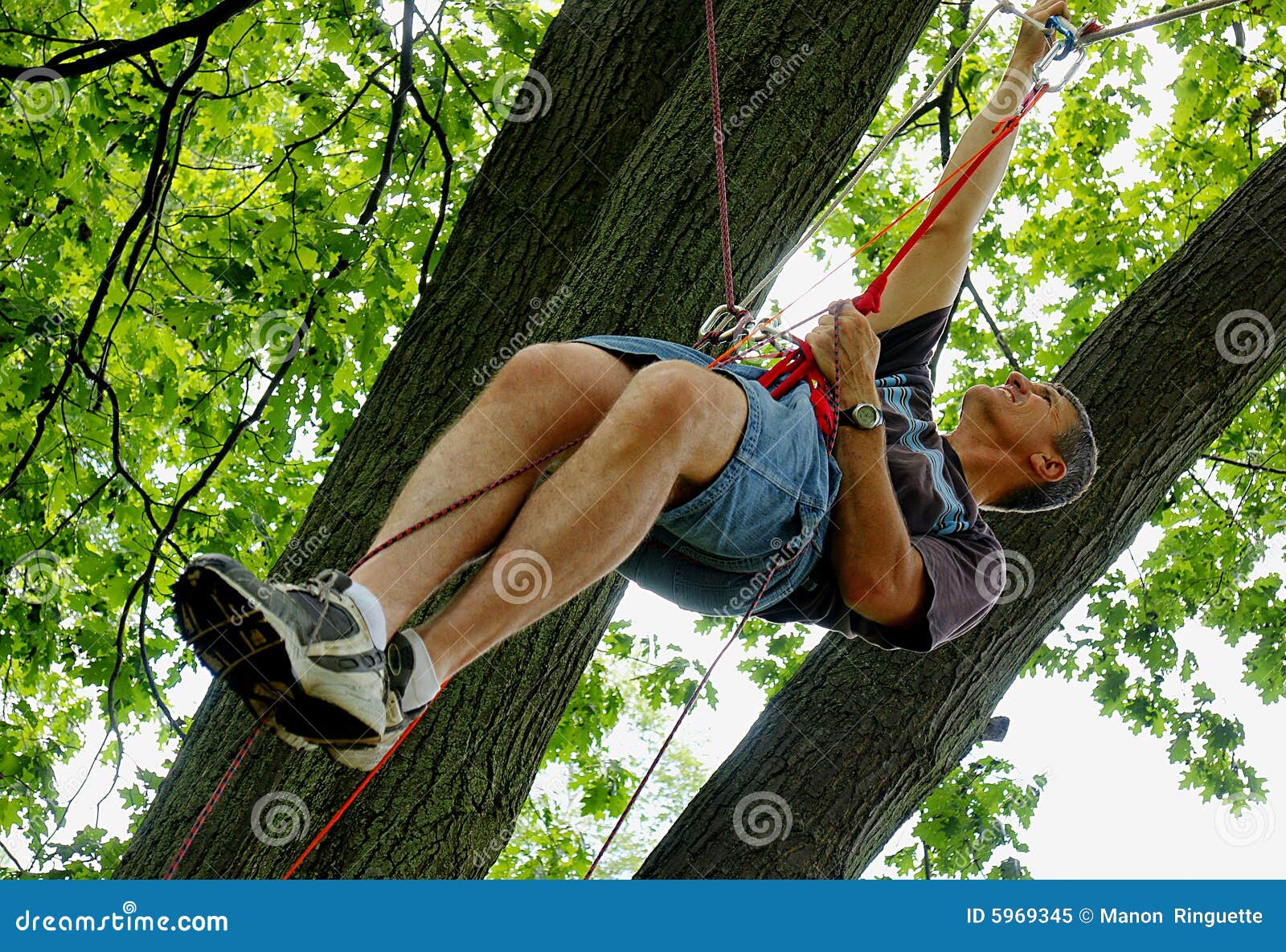 suspended from ropes in a tree