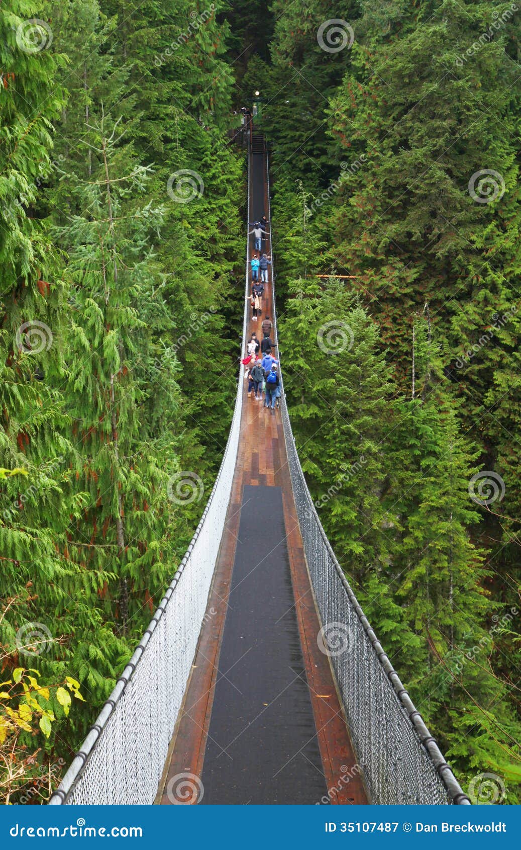 Suspension Bridge in Forest Editorial Photography Image of british
