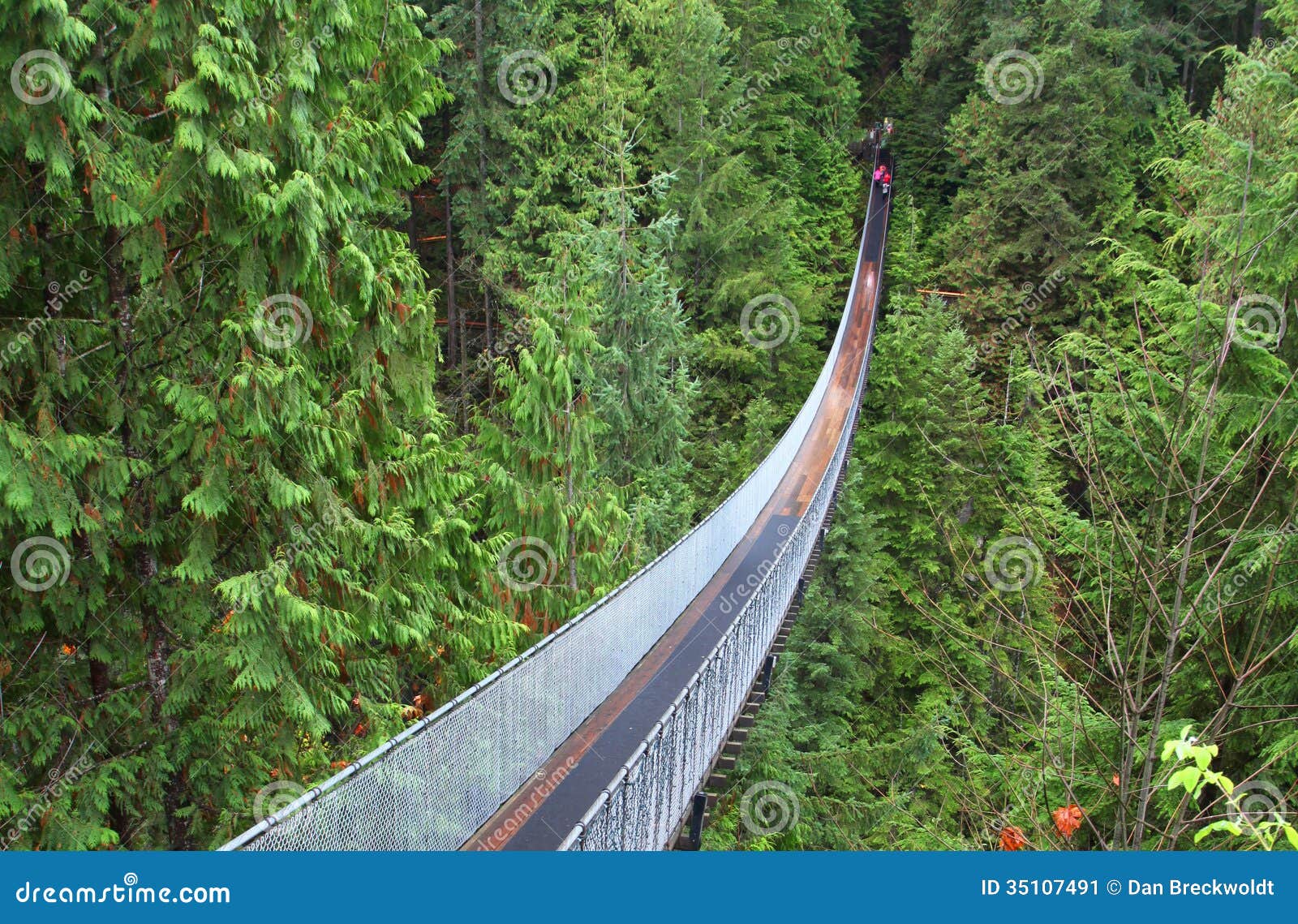 Suspension Bridge in Forest Stock Image Image of nature, british