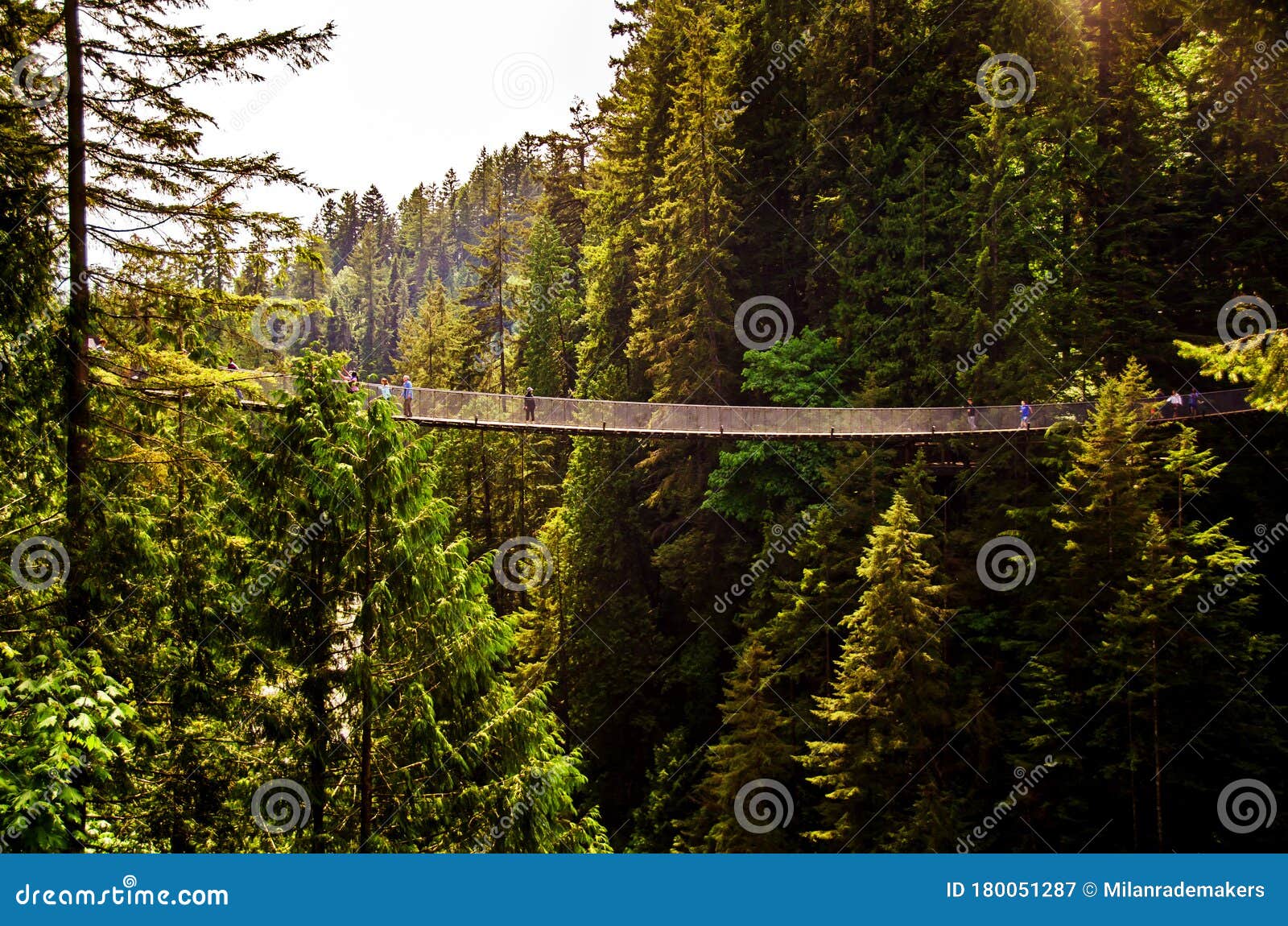 Suspension Bridge in Vancouver through a Forest Stock Image Image of